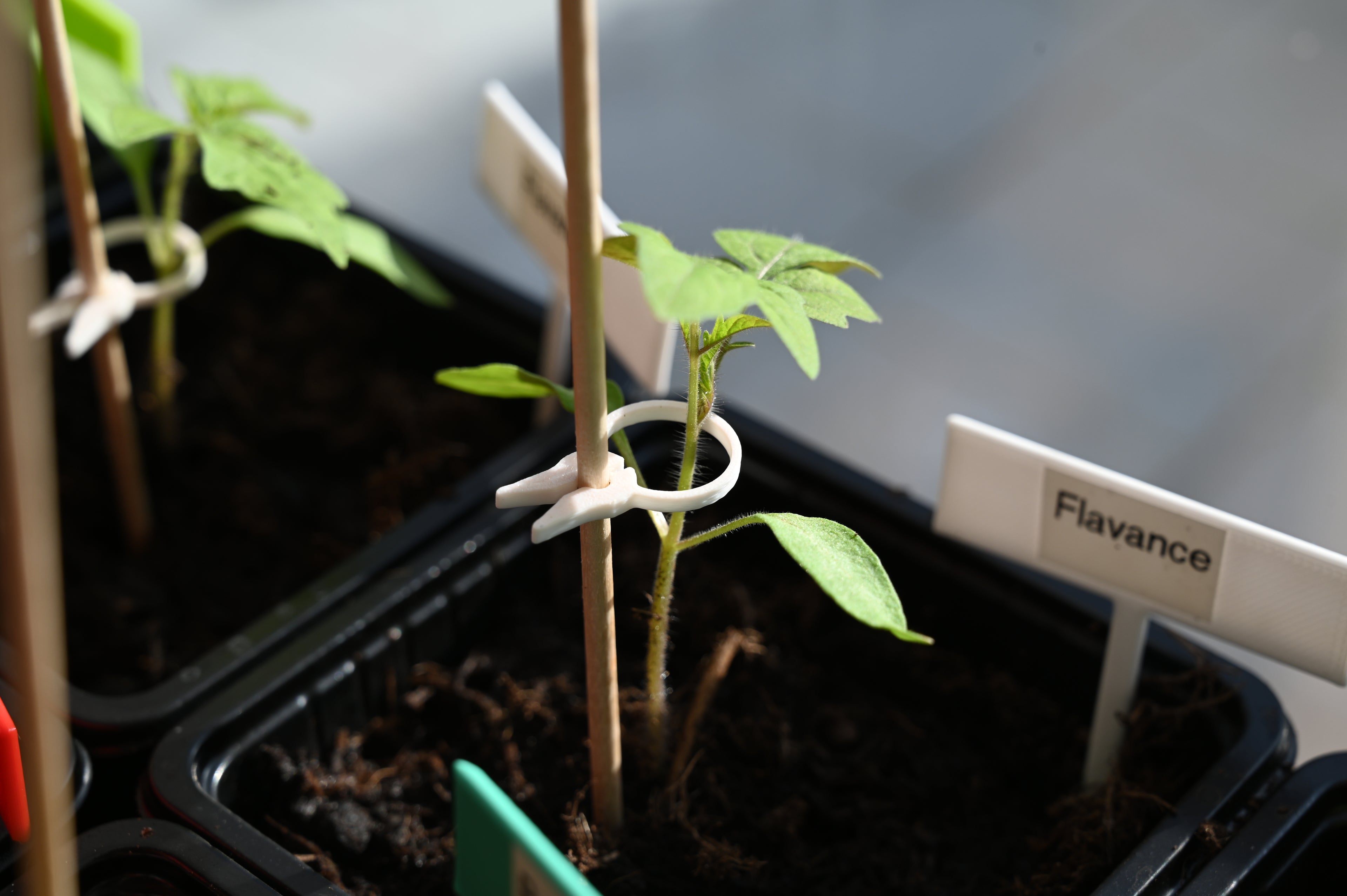 PflanzenClip / Plant Clip