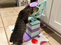 FeedME (Cat Megaesophagus Feeder)