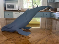 Gray Whale.