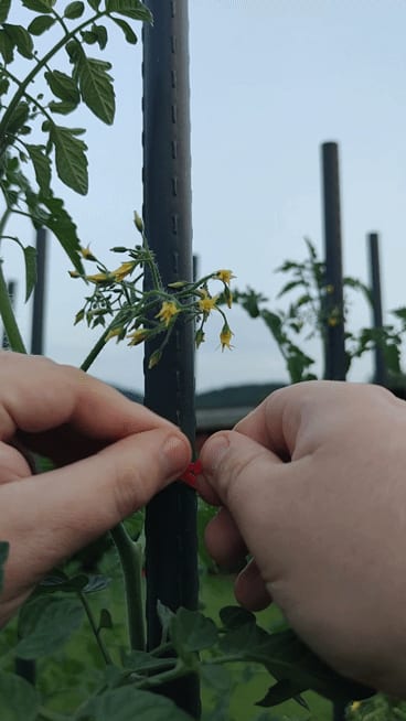Simple Flexible Reusable Gardening Tape/ Zip Tie