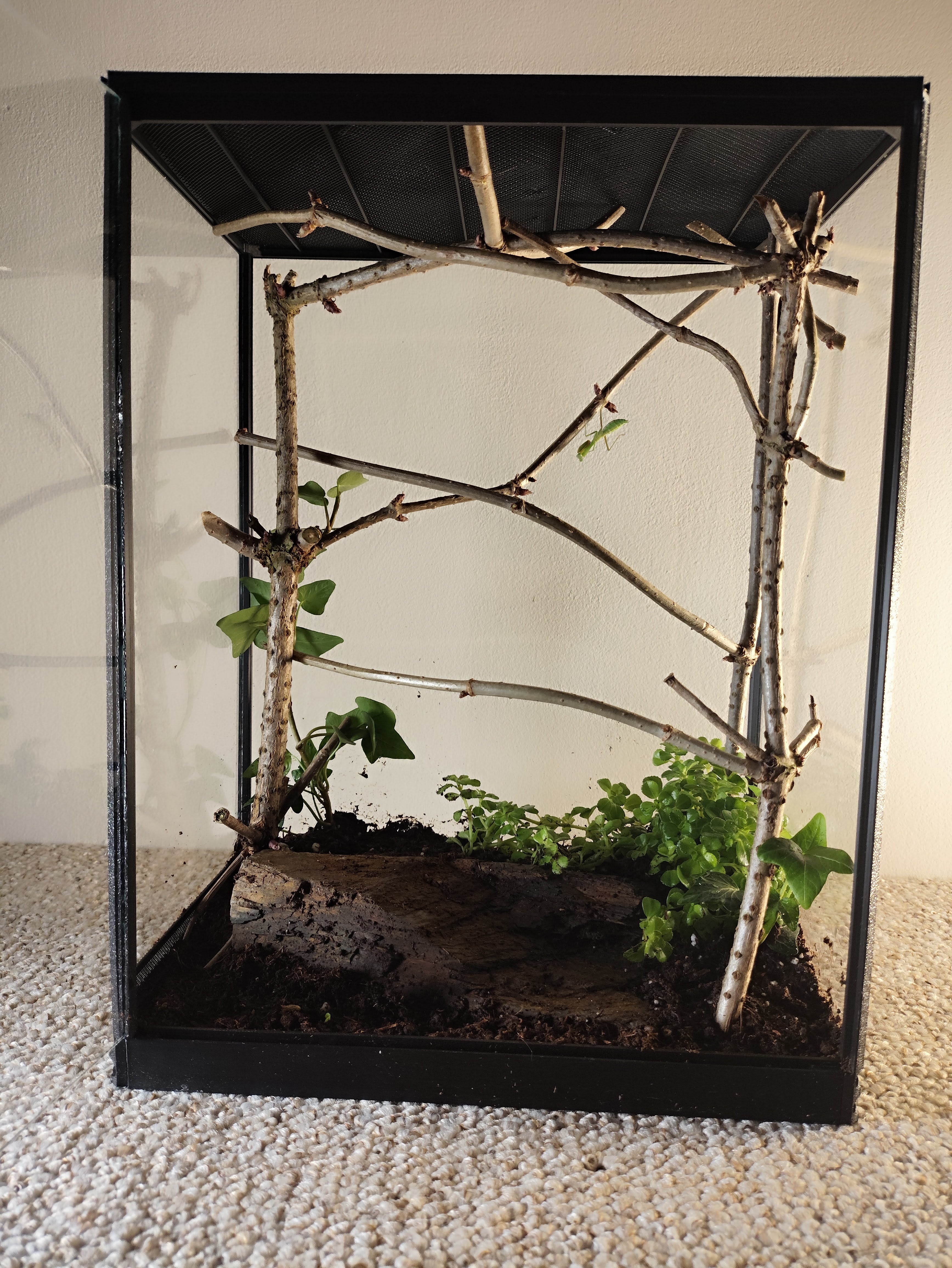 Terarrium 32 × 25 × 15 cm - Insectarium