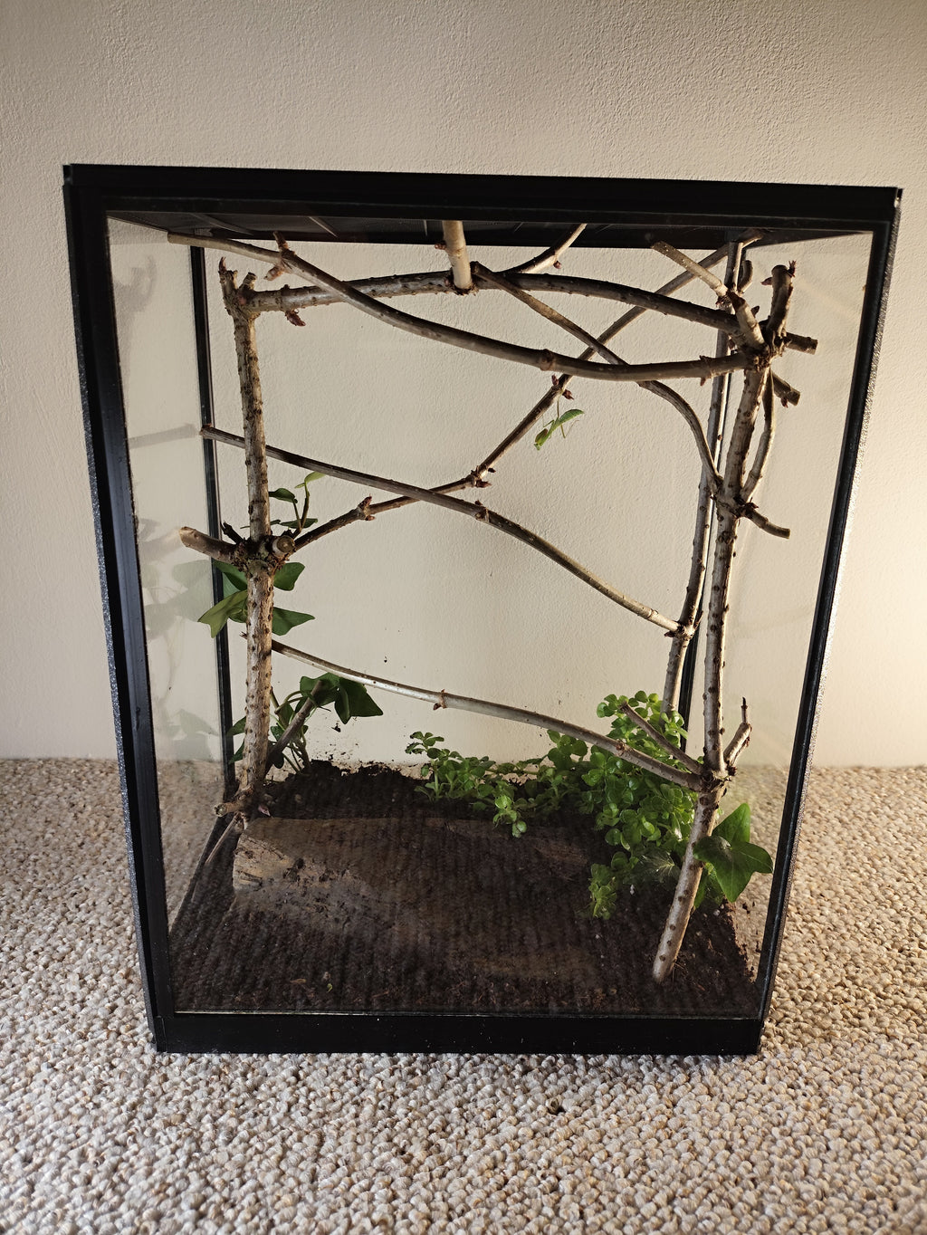 Terarrium 32 × 25 × 15 cm - Insectarium