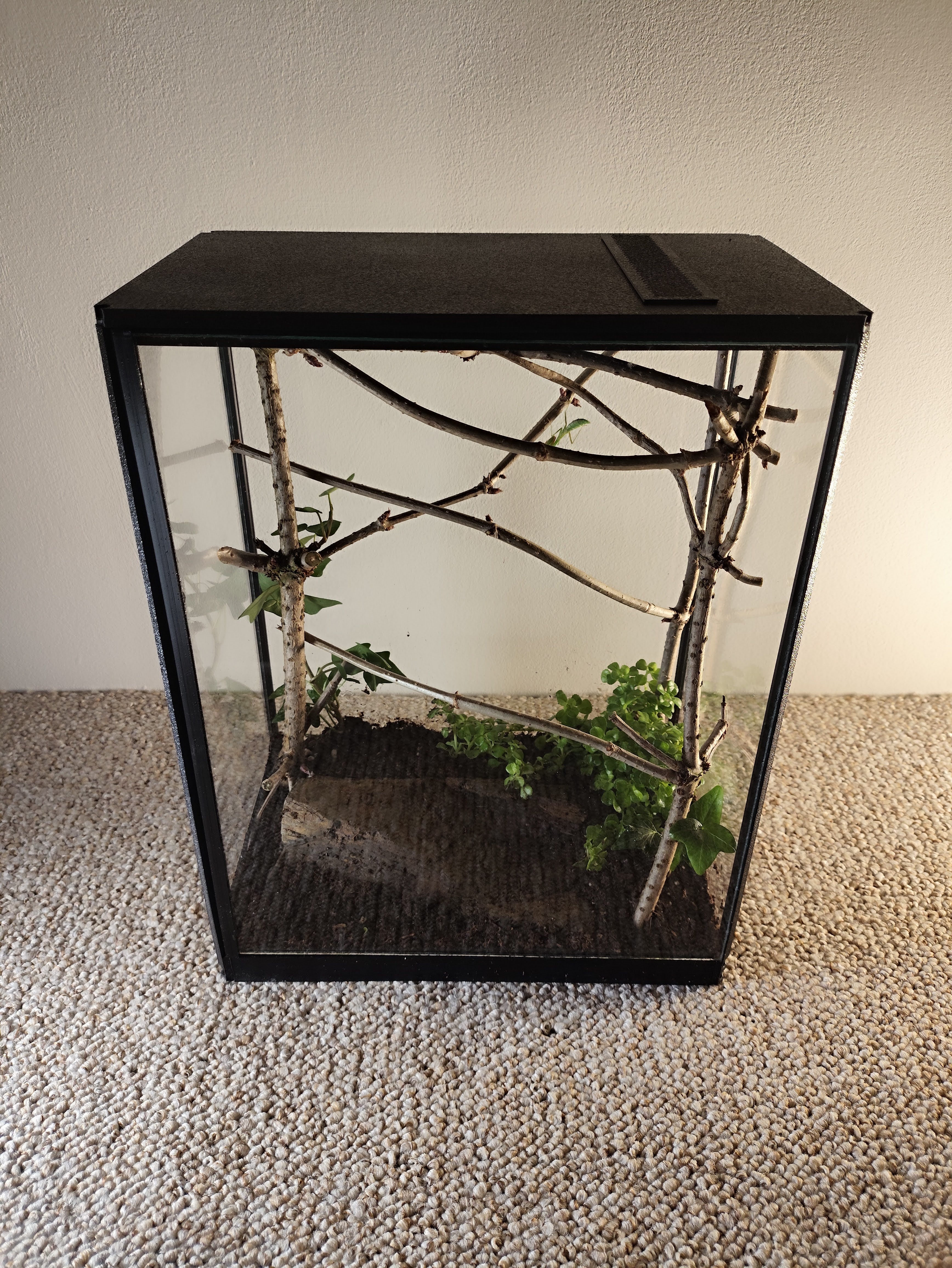 Terarrium 32 × 25 × 15 cm - Insectarium