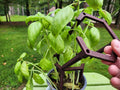 Open Cage Stackable Plant Support Stakes