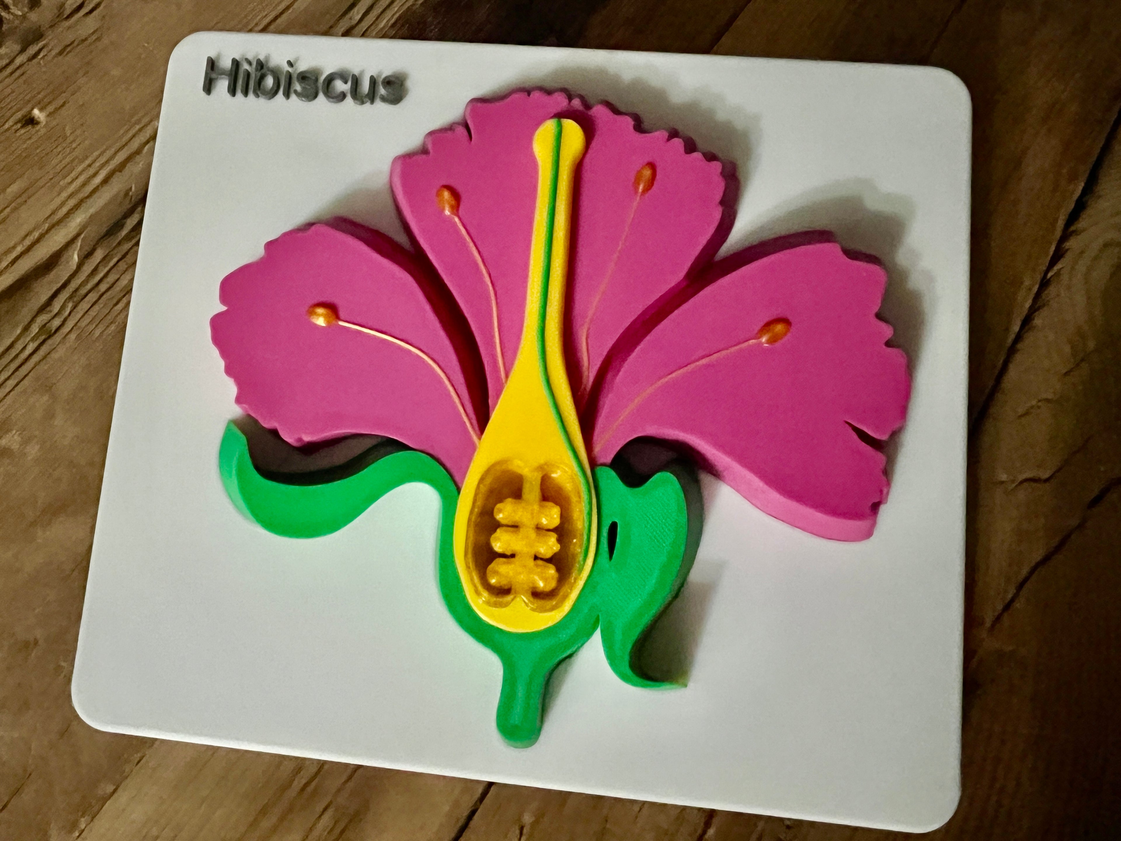 Hibiscus Flower Anatomy