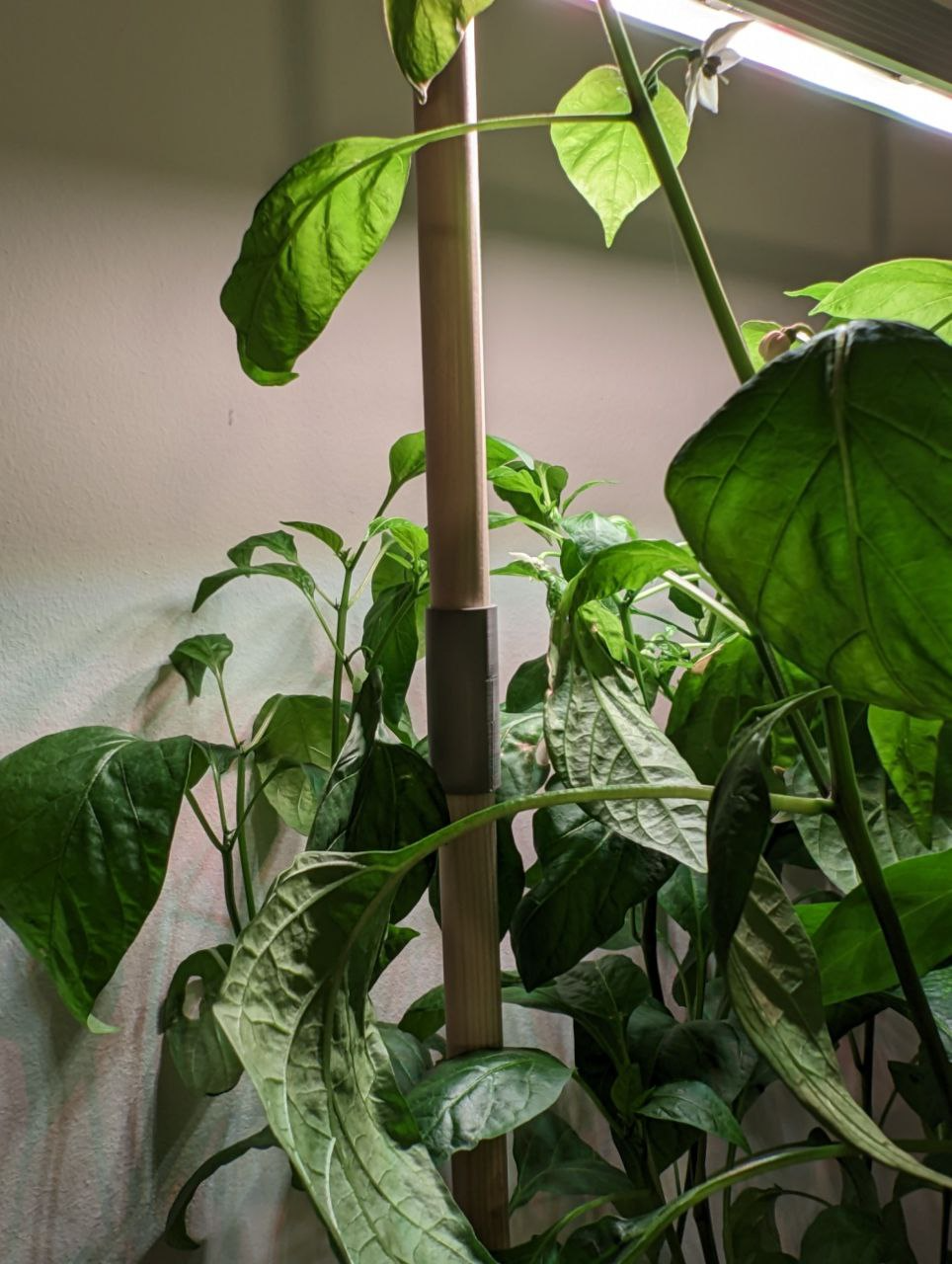 AUK 1 Indoor Garden - Plant Light Rod Extender