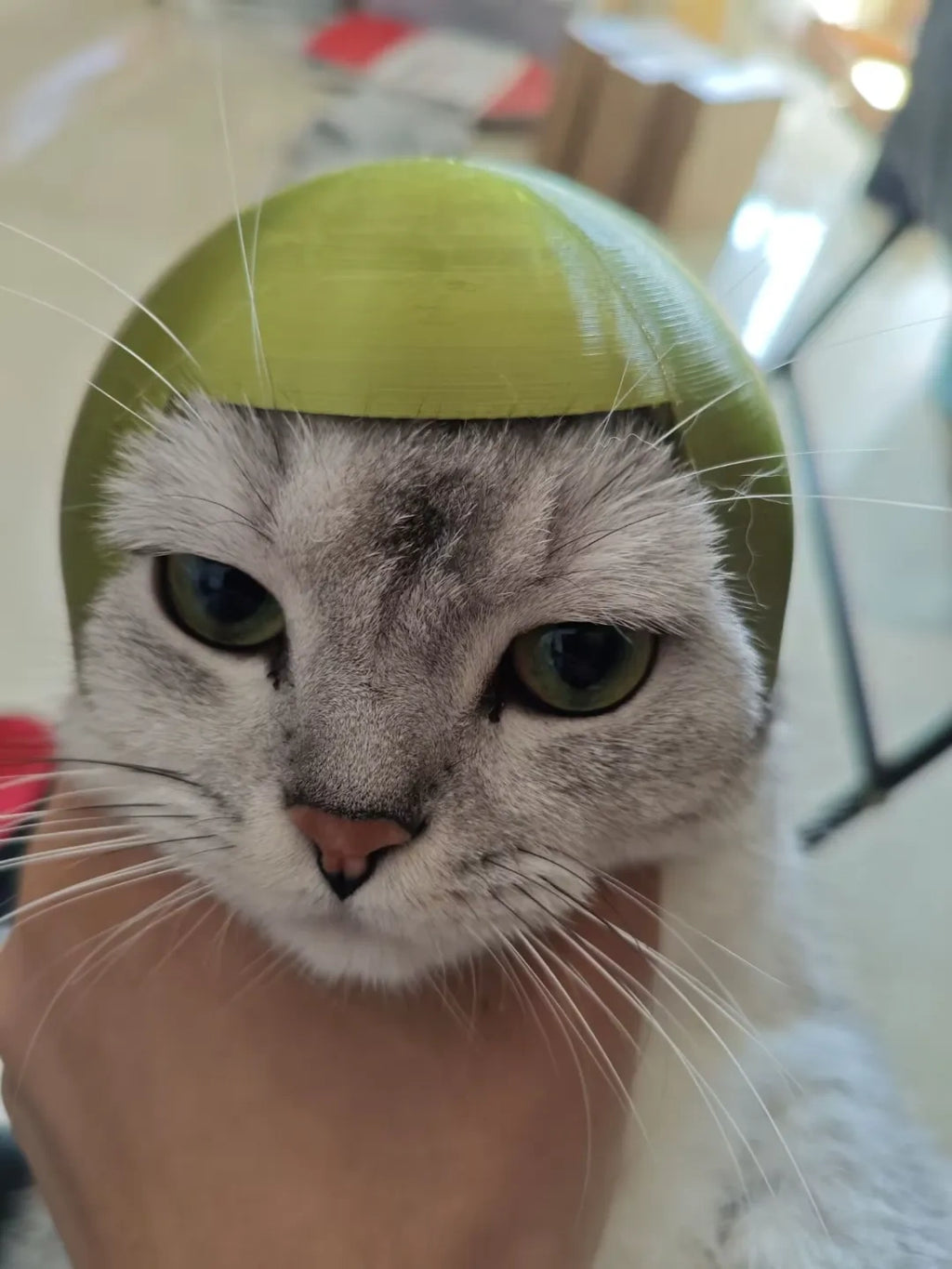 可爱猫猫帽