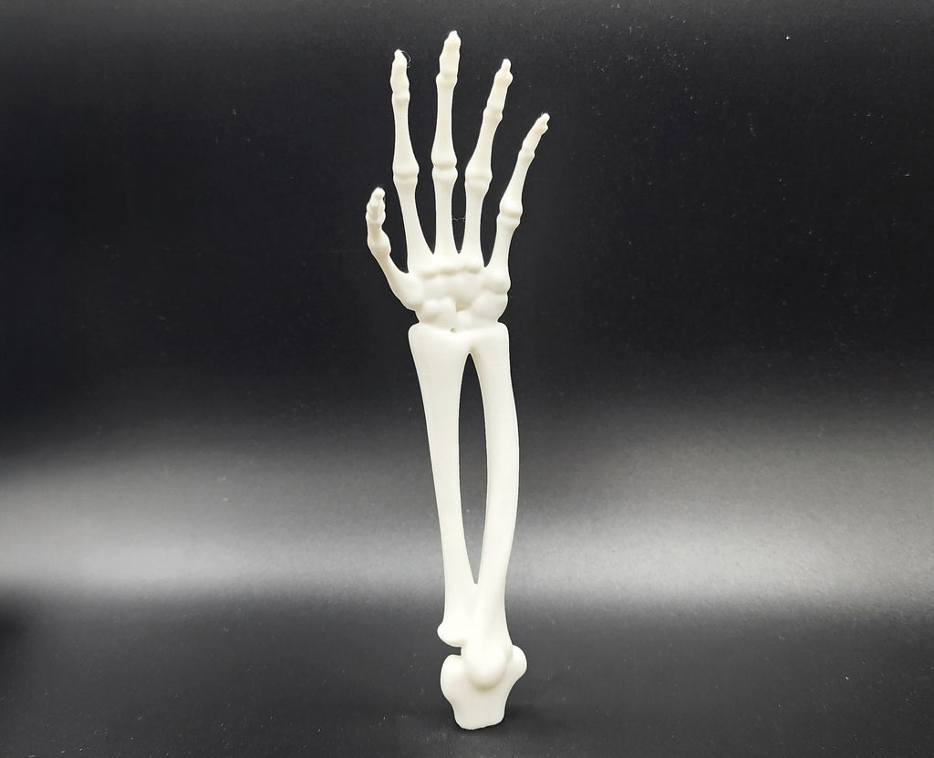 Skeletal Forearm & Hand