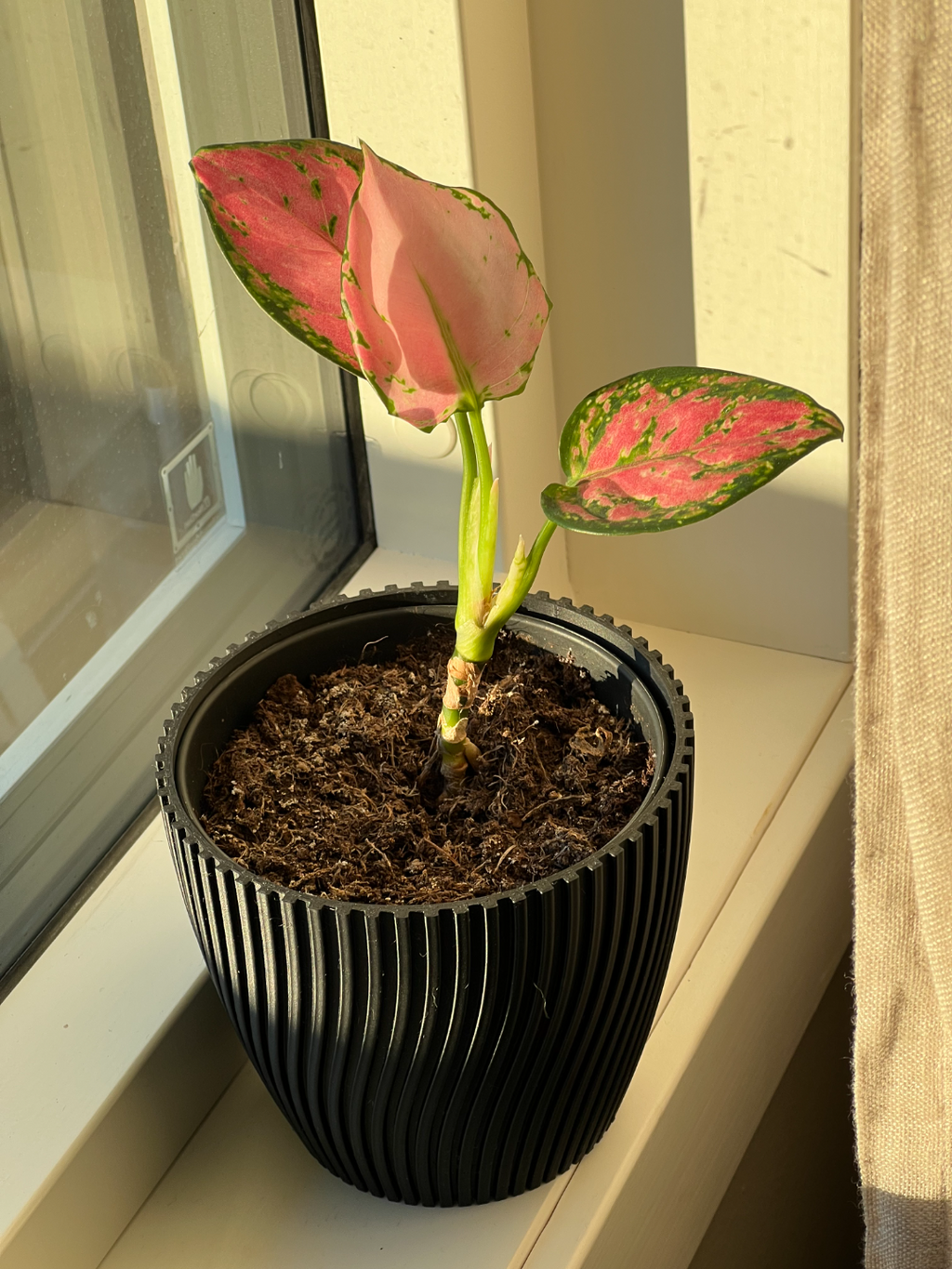 Parametric ribbed flower pot