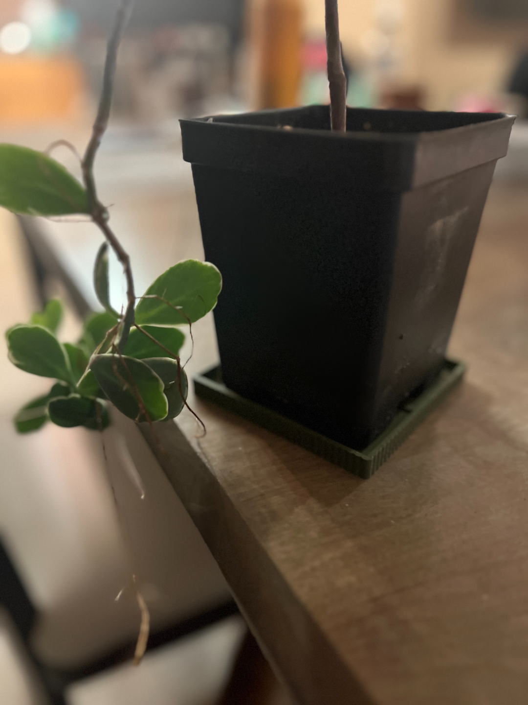 Square Plant Plate