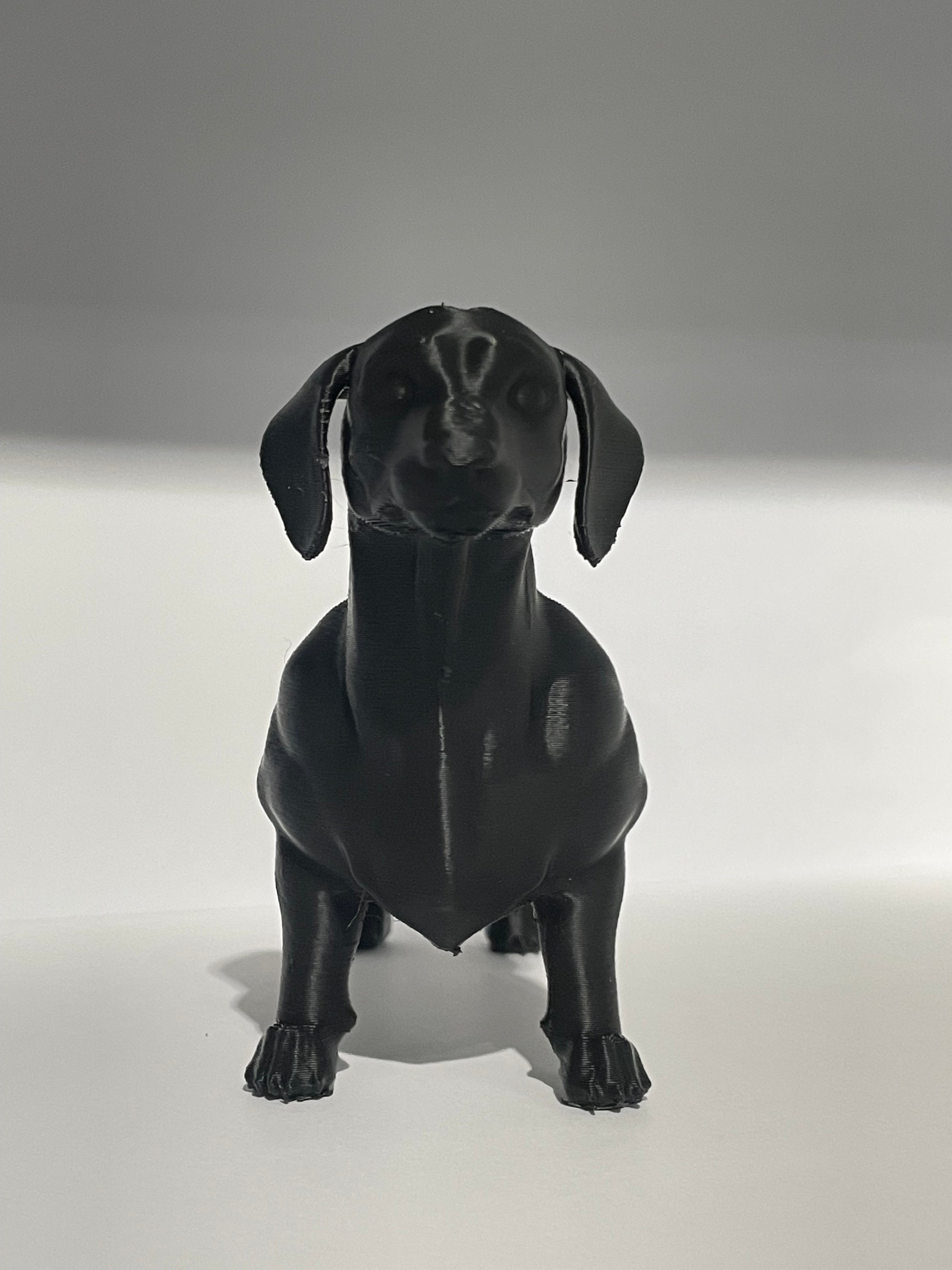 Miniature Dachshund Dog