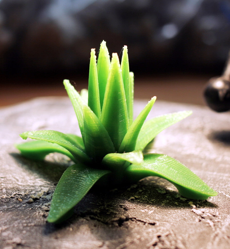 Tabletop plant Agave