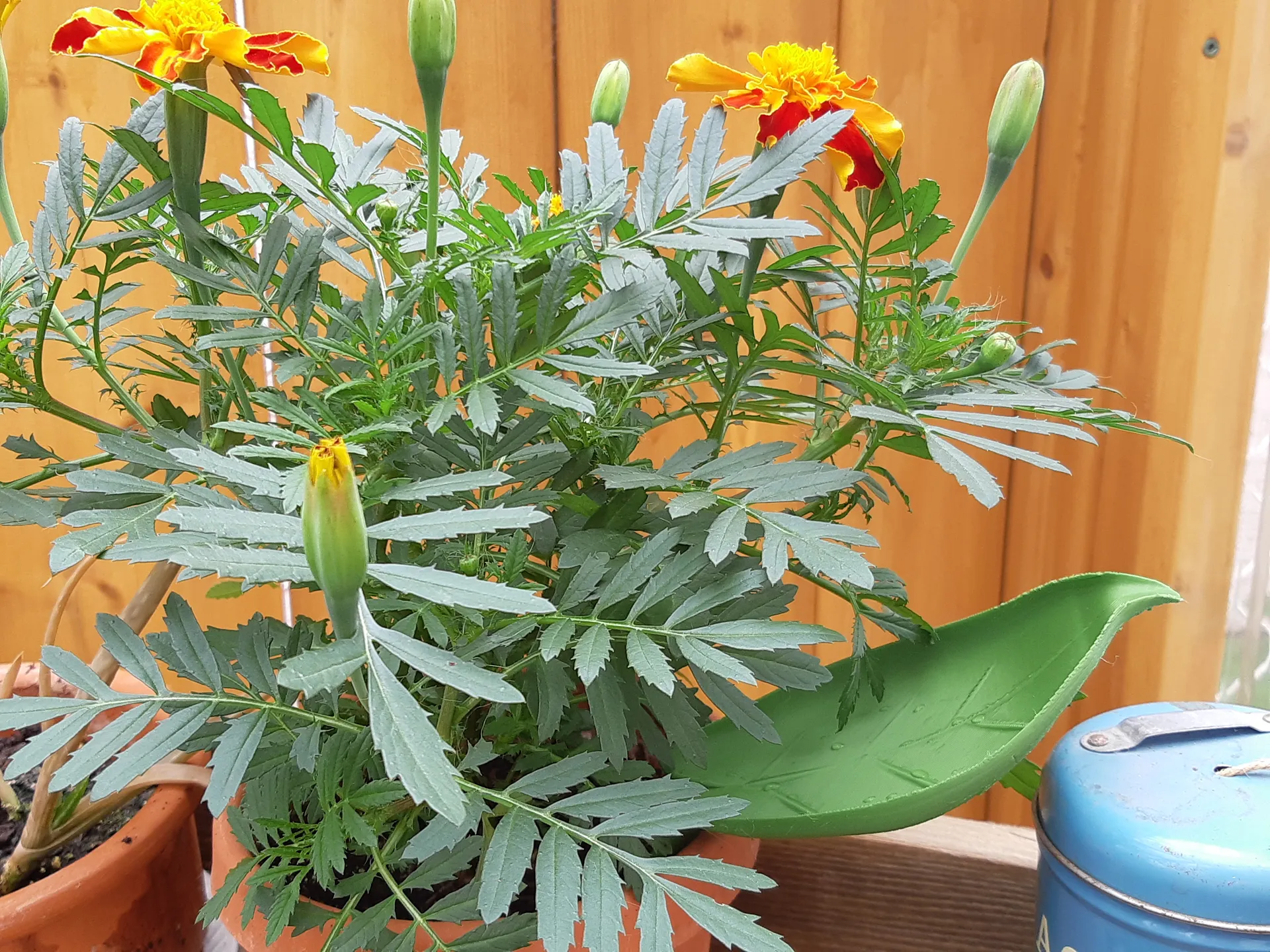 Watering Funnel Leaf