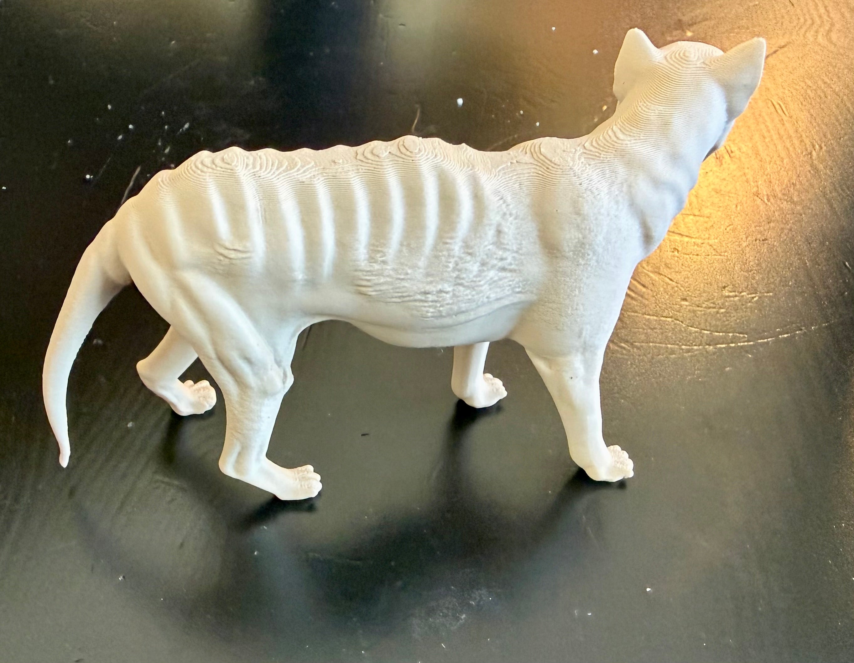 Tasmanian Tiger (Tasmanian Wolf - Thylacine) Model