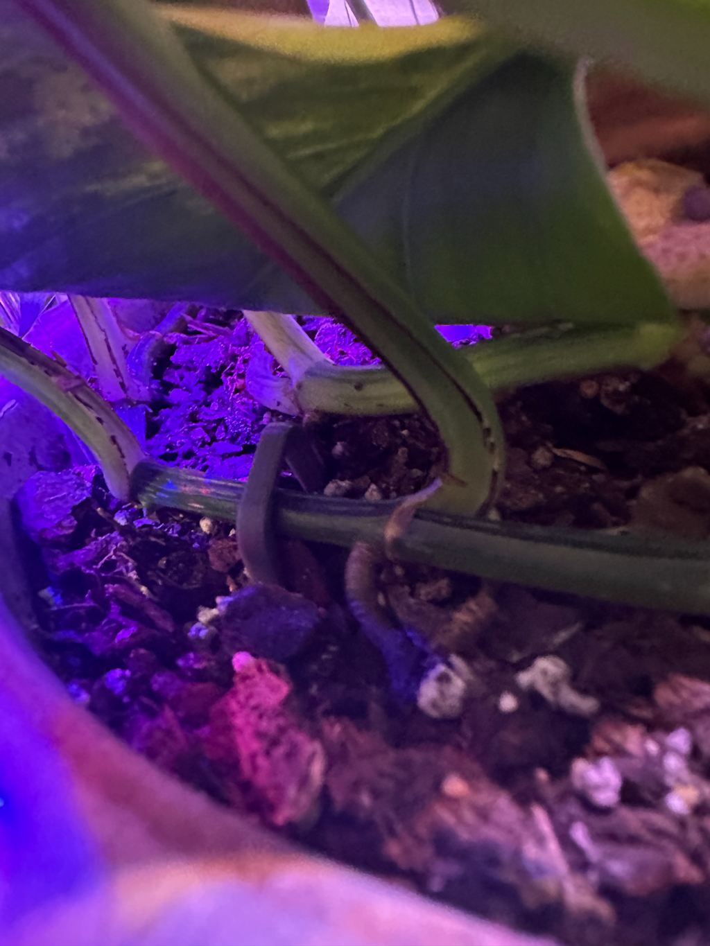 PLANT SPIKE, used to hold vines to dirt
