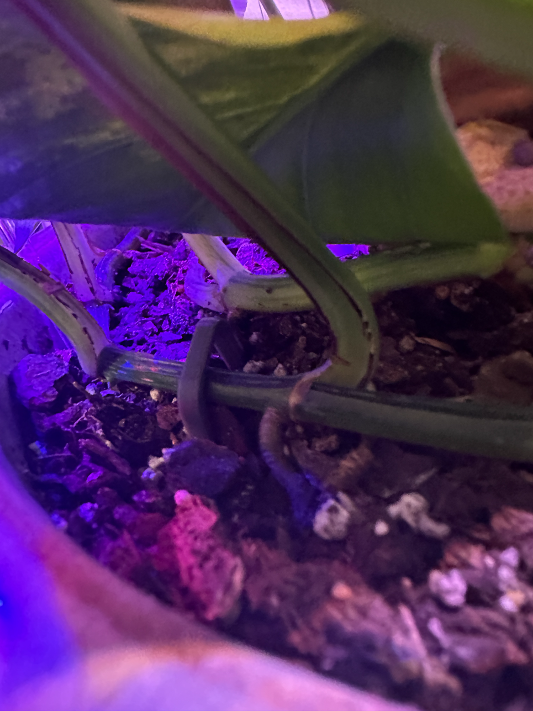 PLANT SPIKE, used to hold vines to dirt