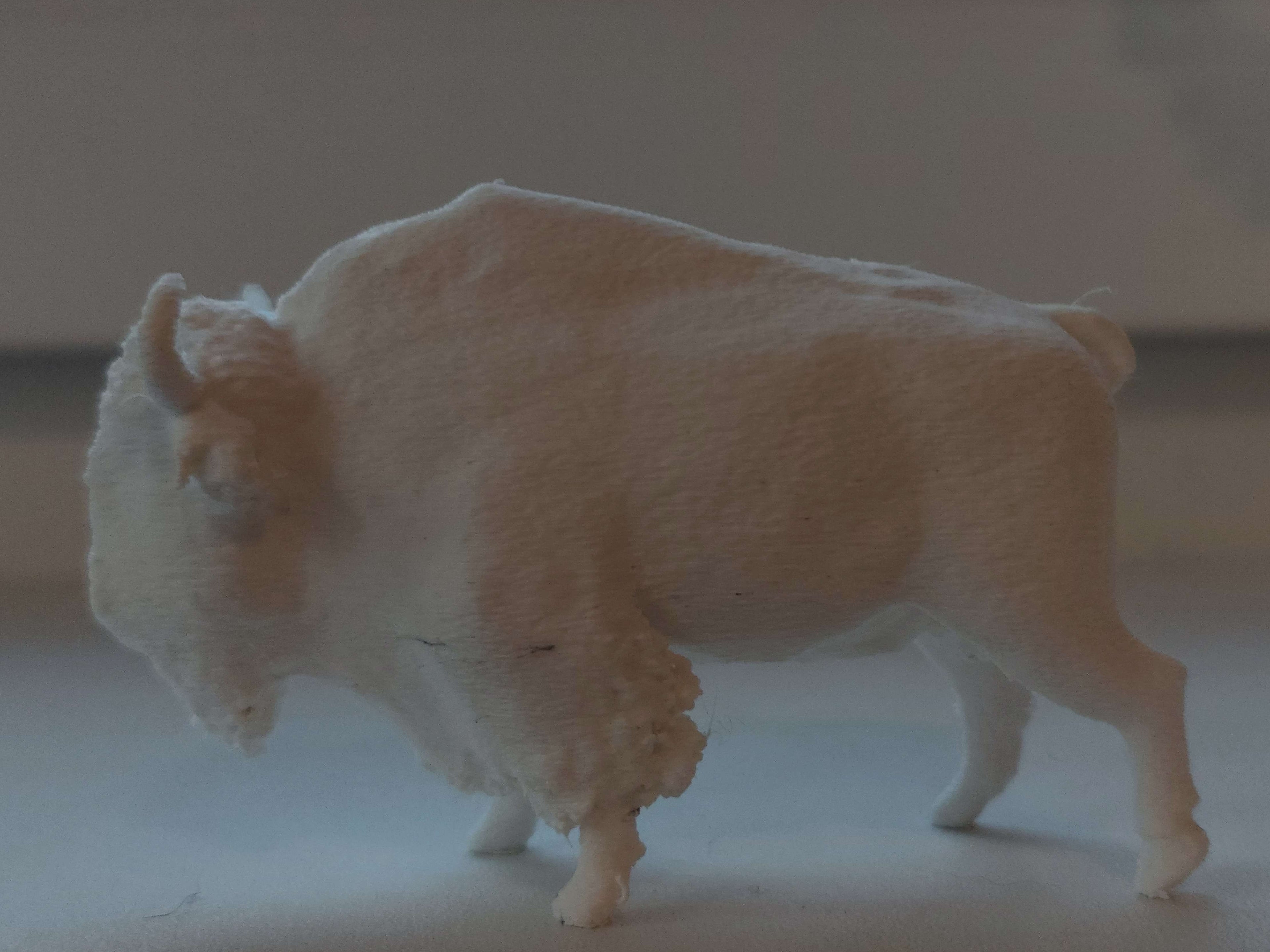 Realistic Anatomical American Bison (Educational)