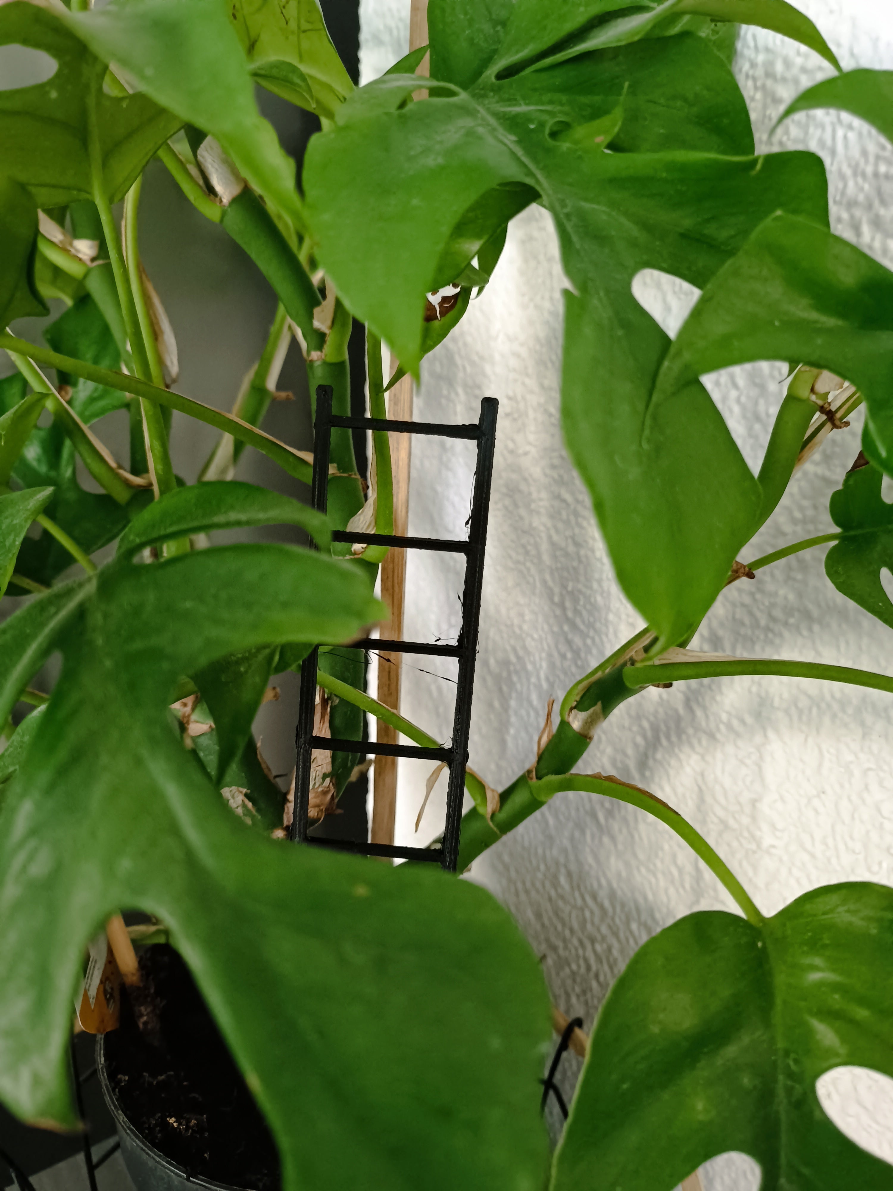 Ladder