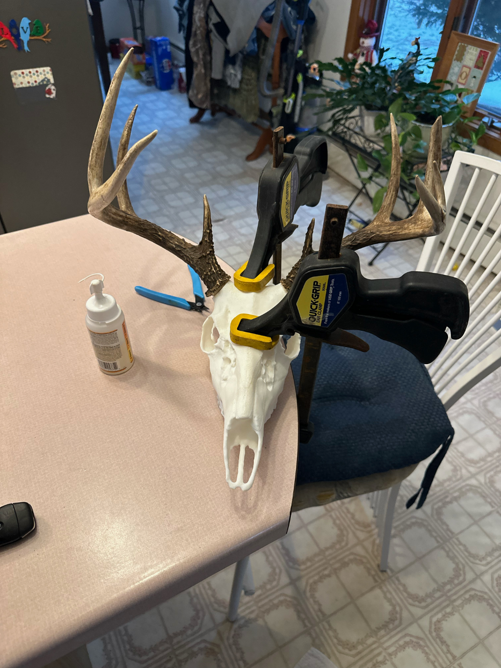 WhiteTail Skull Mount