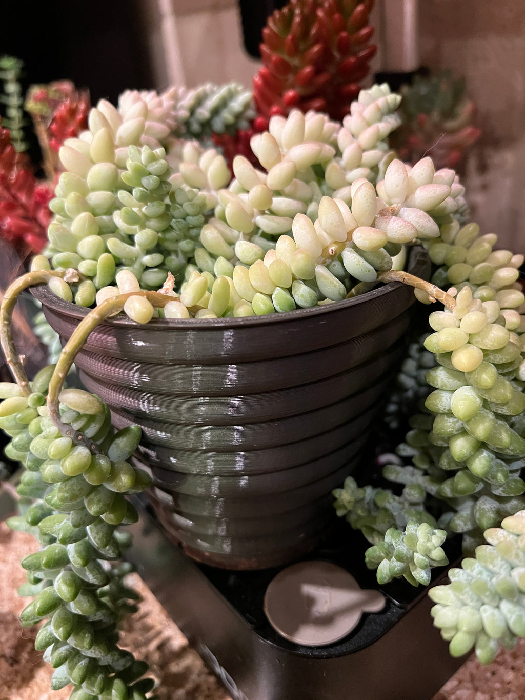 Large Spiral Planter