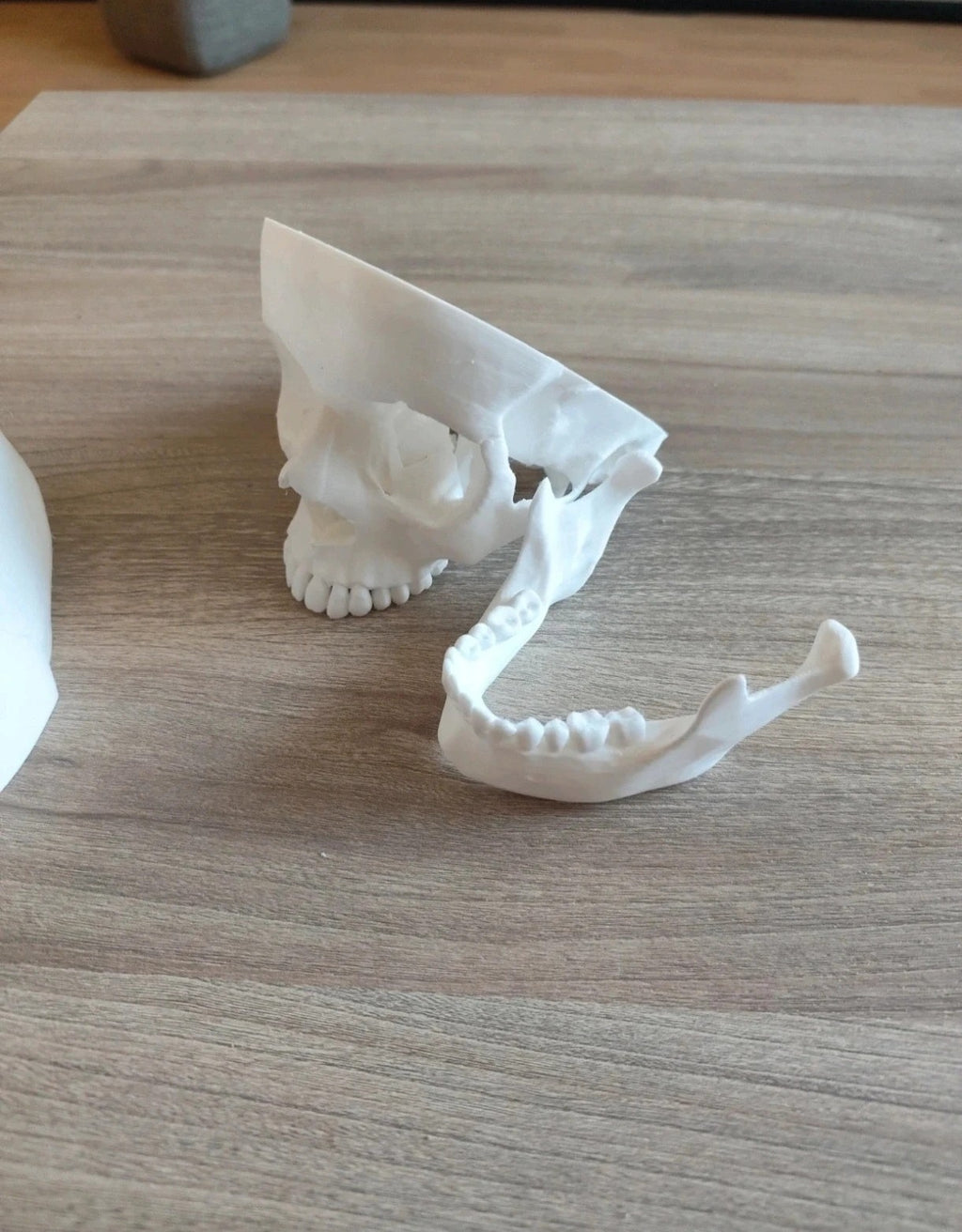 Human skull, anatomically correct