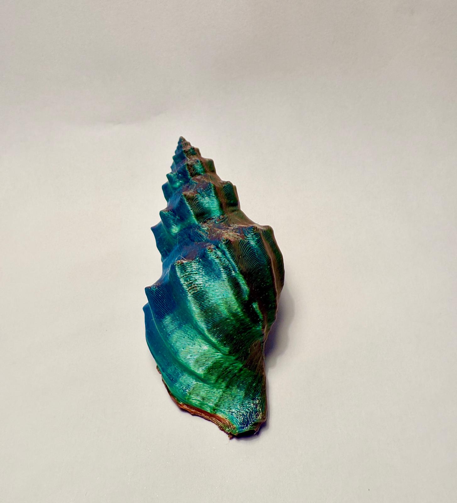 Sea Shell - Cancellaria cooperi - 3D Scan