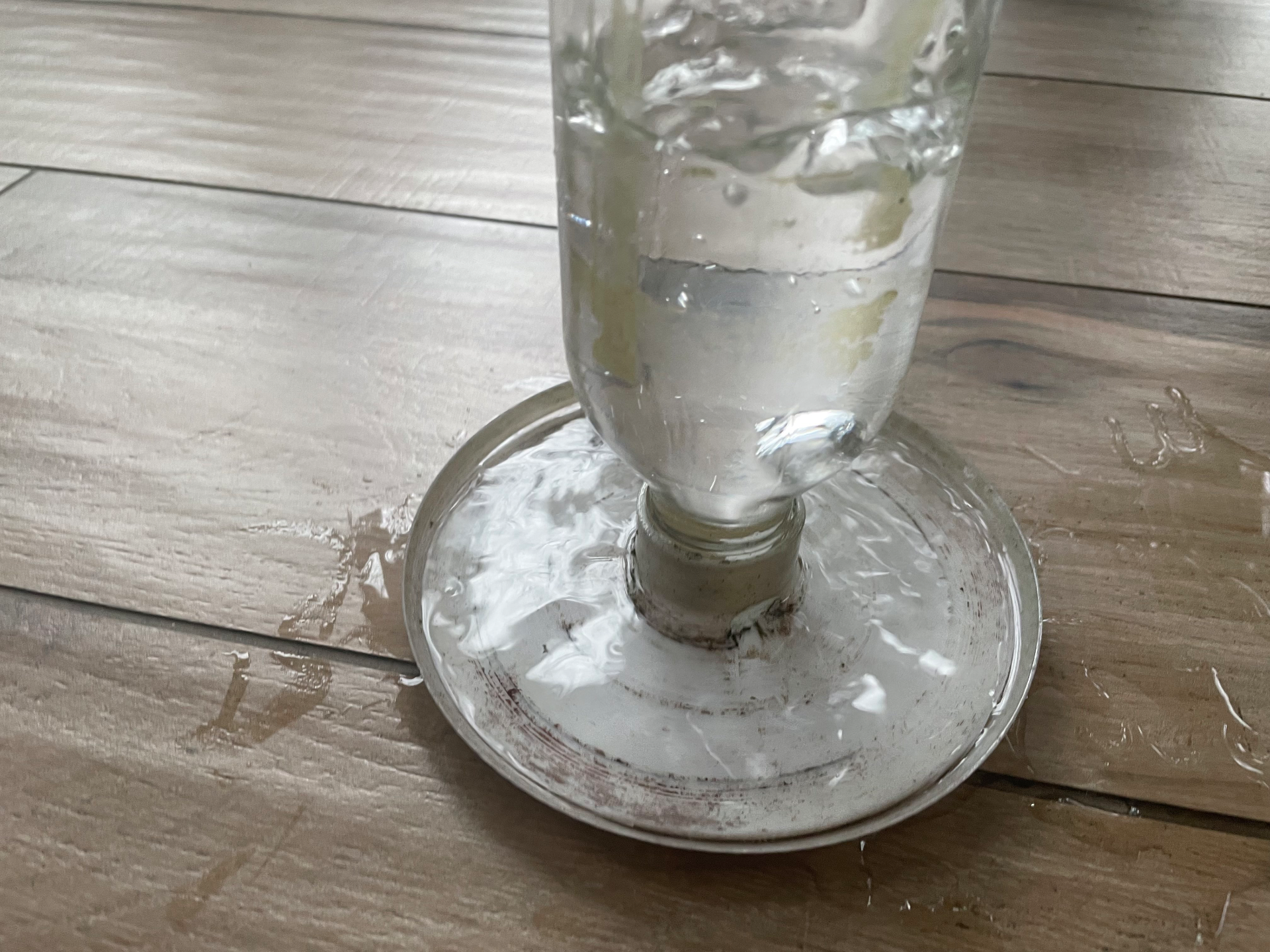 Pet & Bird Water Bowl chicken