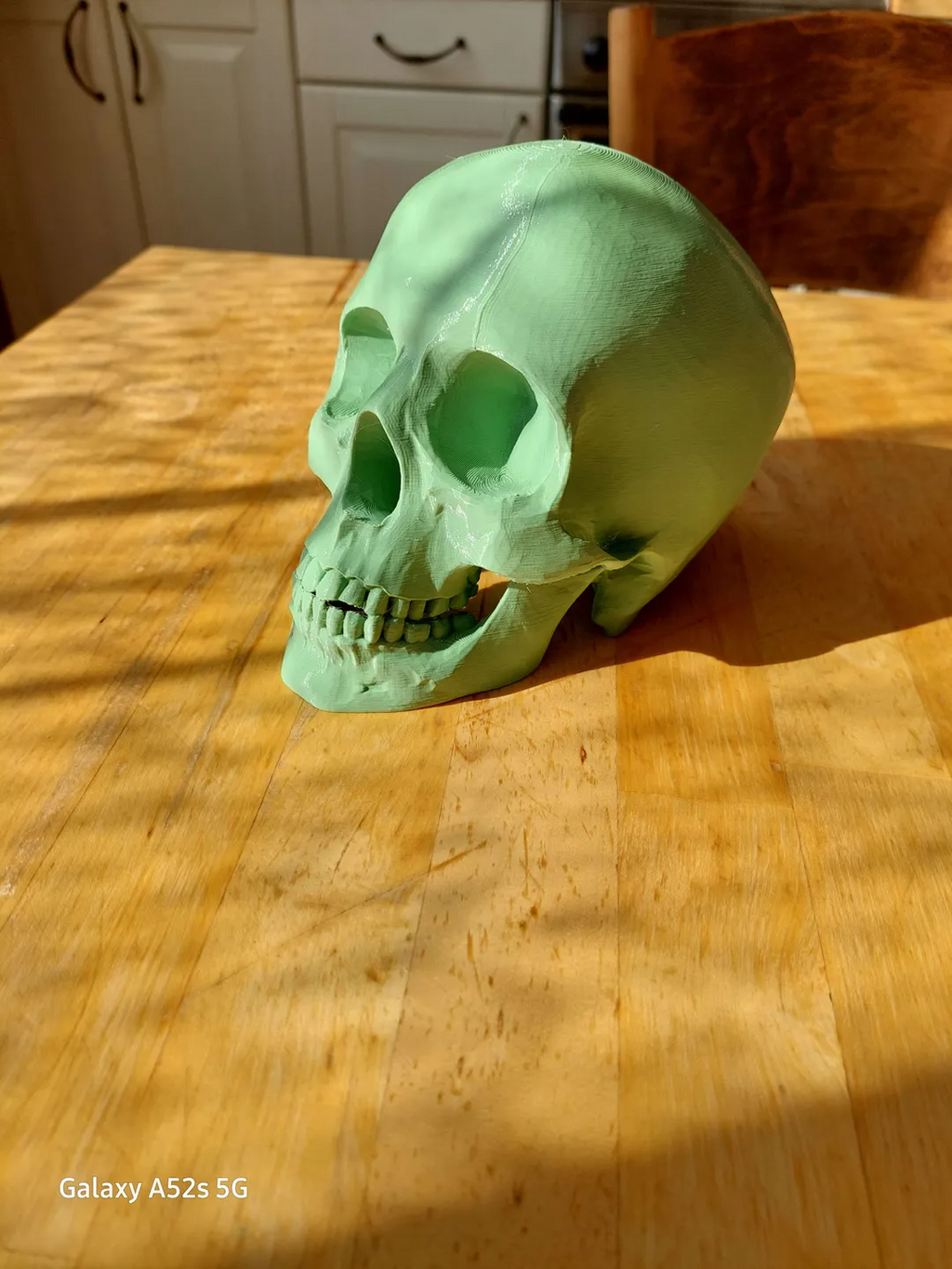 Human Skull