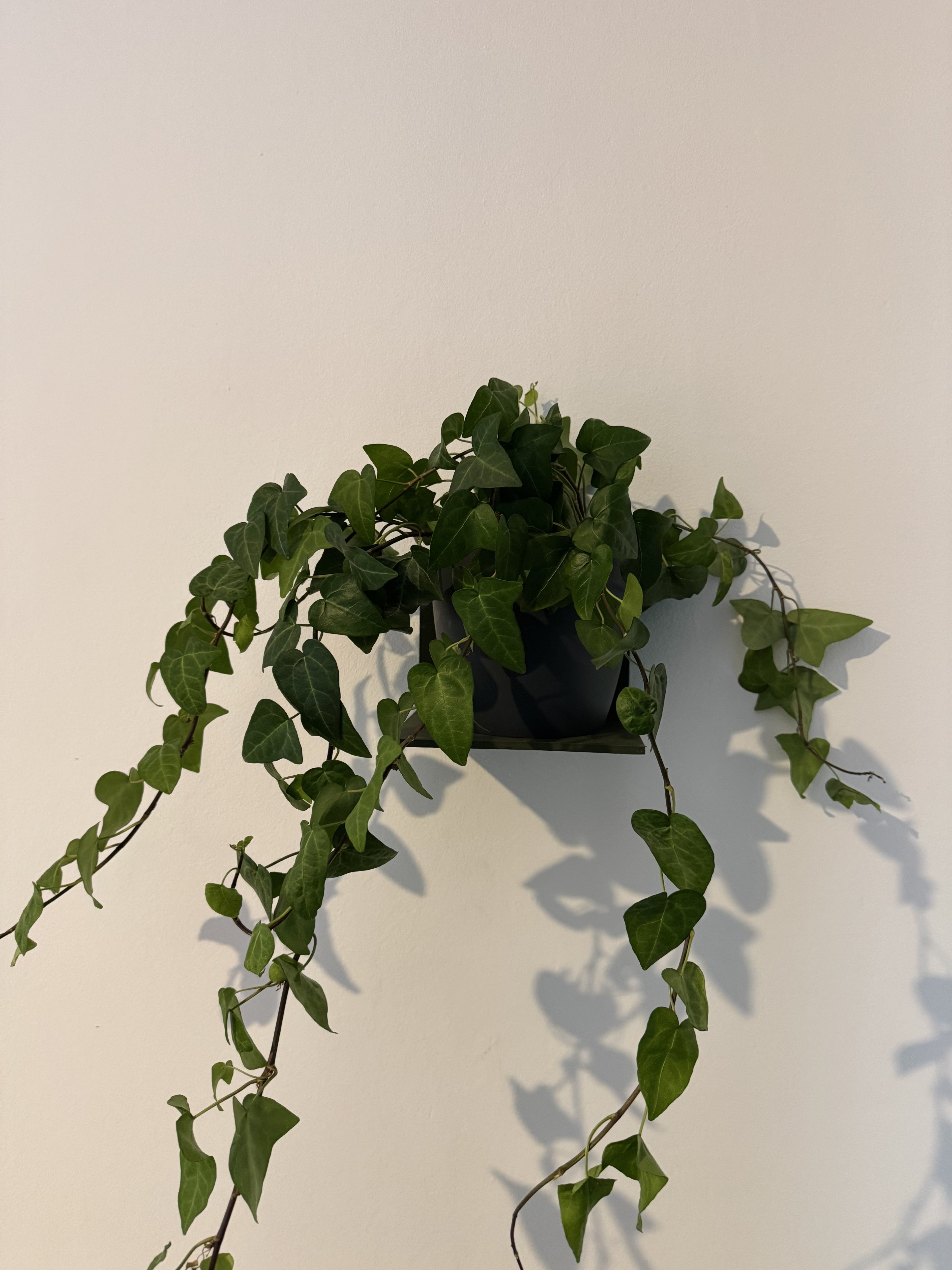 Stick-On Wall Plant Shelf – L Bracket for Pots