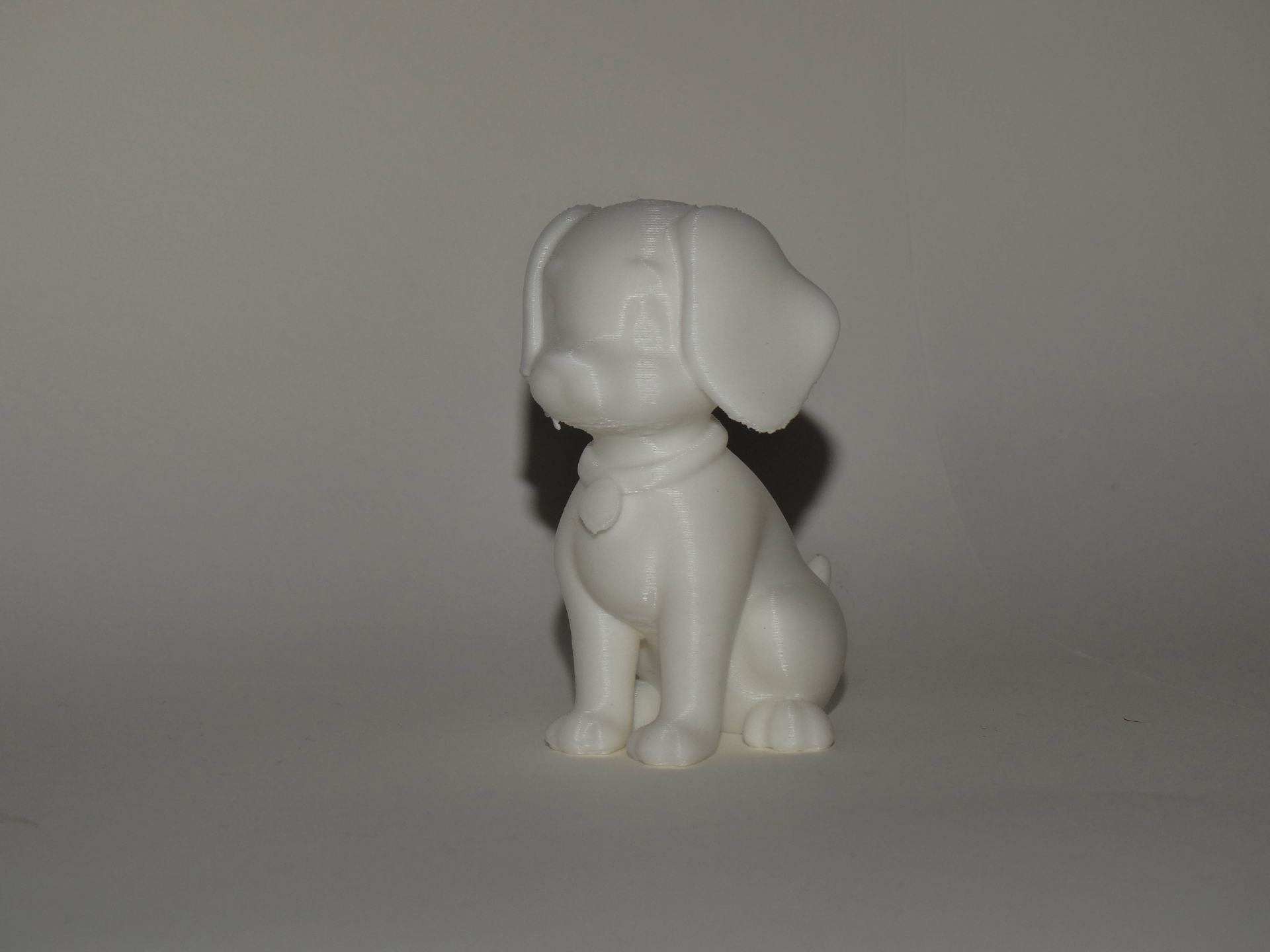 Cute small Dog