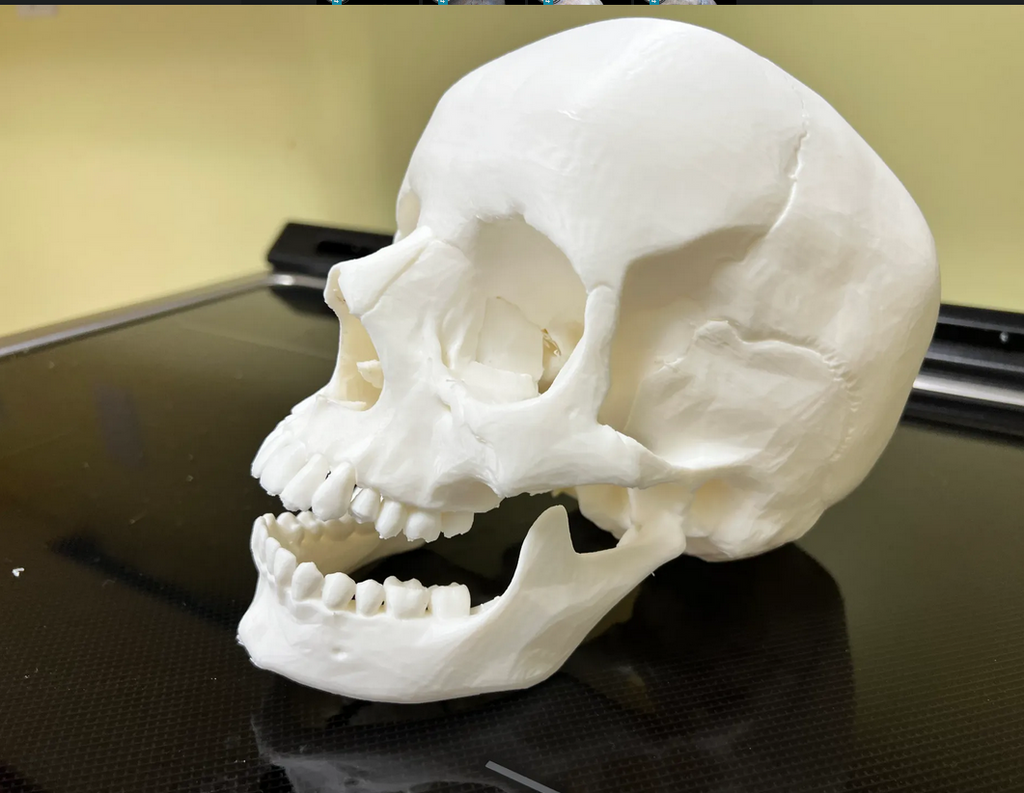 Human skull, anatomically correct