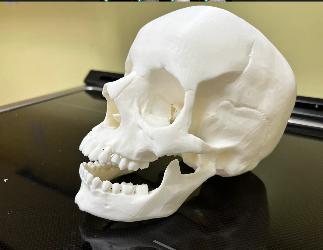 Human skull, anatomically correct
