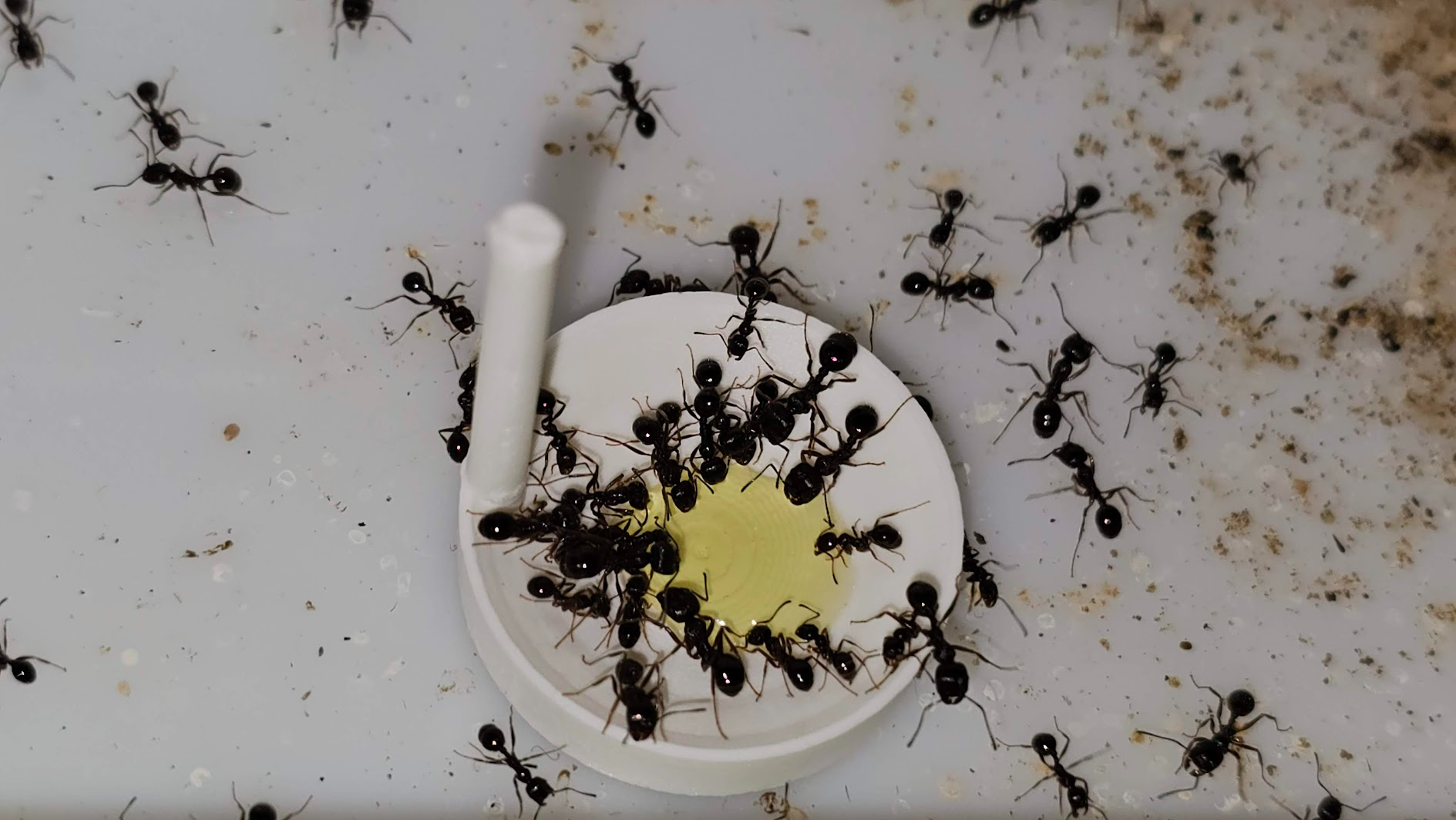 Simple ant farm food tray