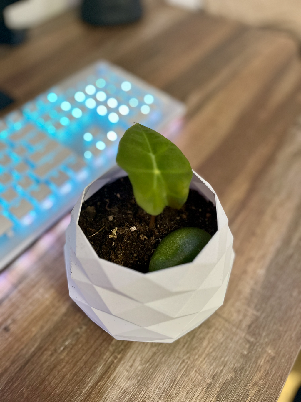 Small low poly pot