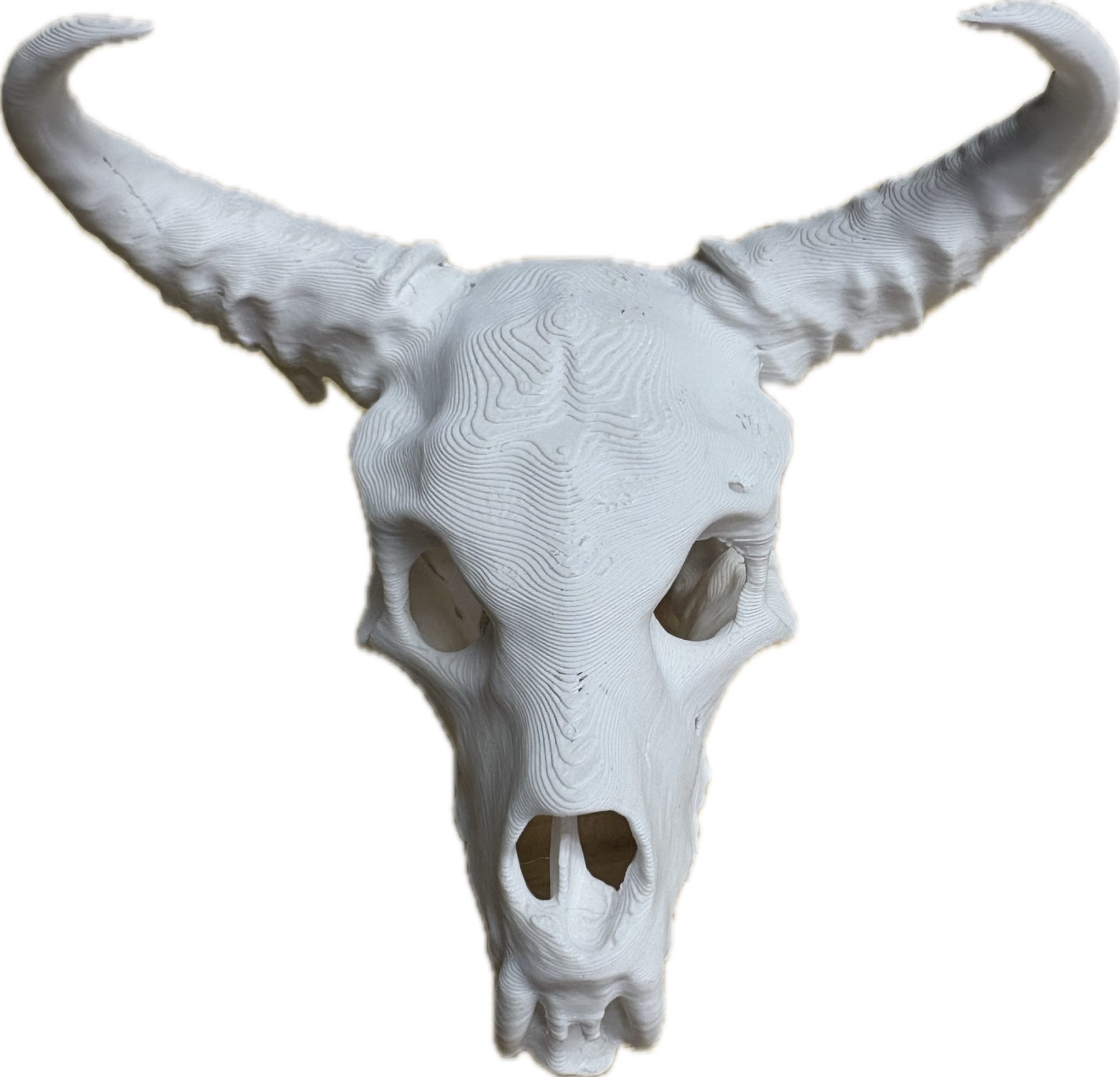 Animal skull with fang and horns