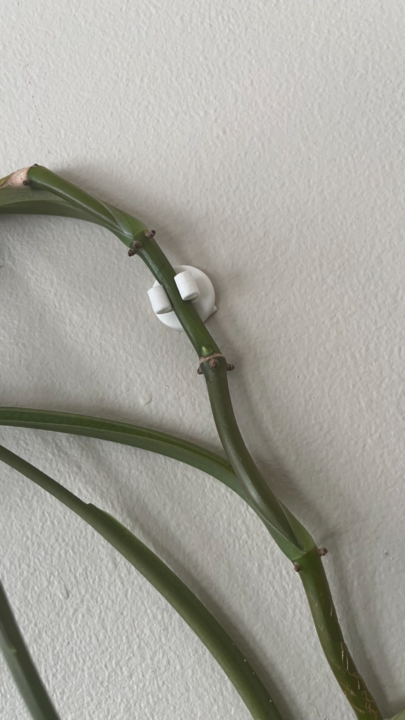 Plant Wall Clips