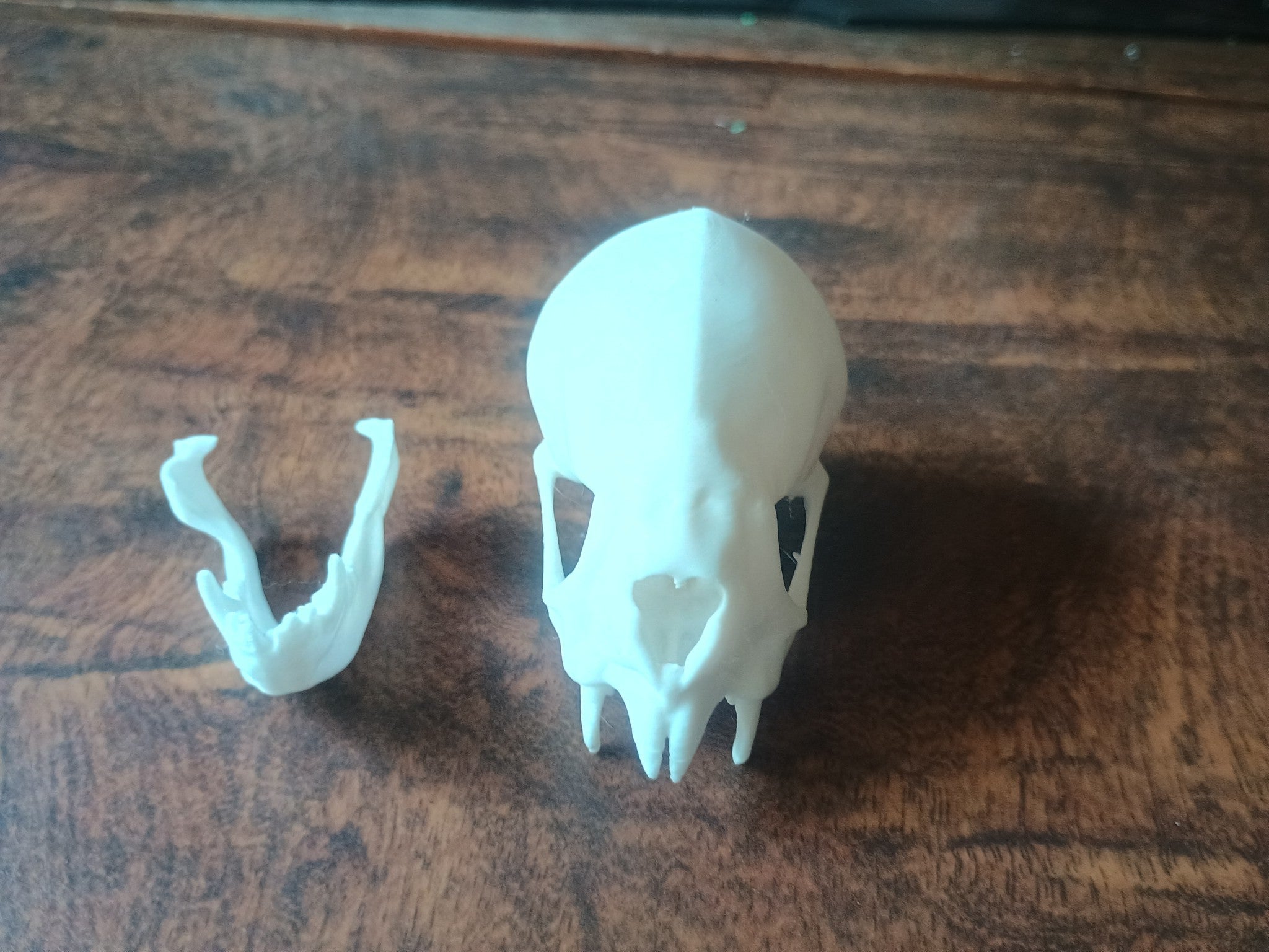 Vampire Bat Skull and Jaw