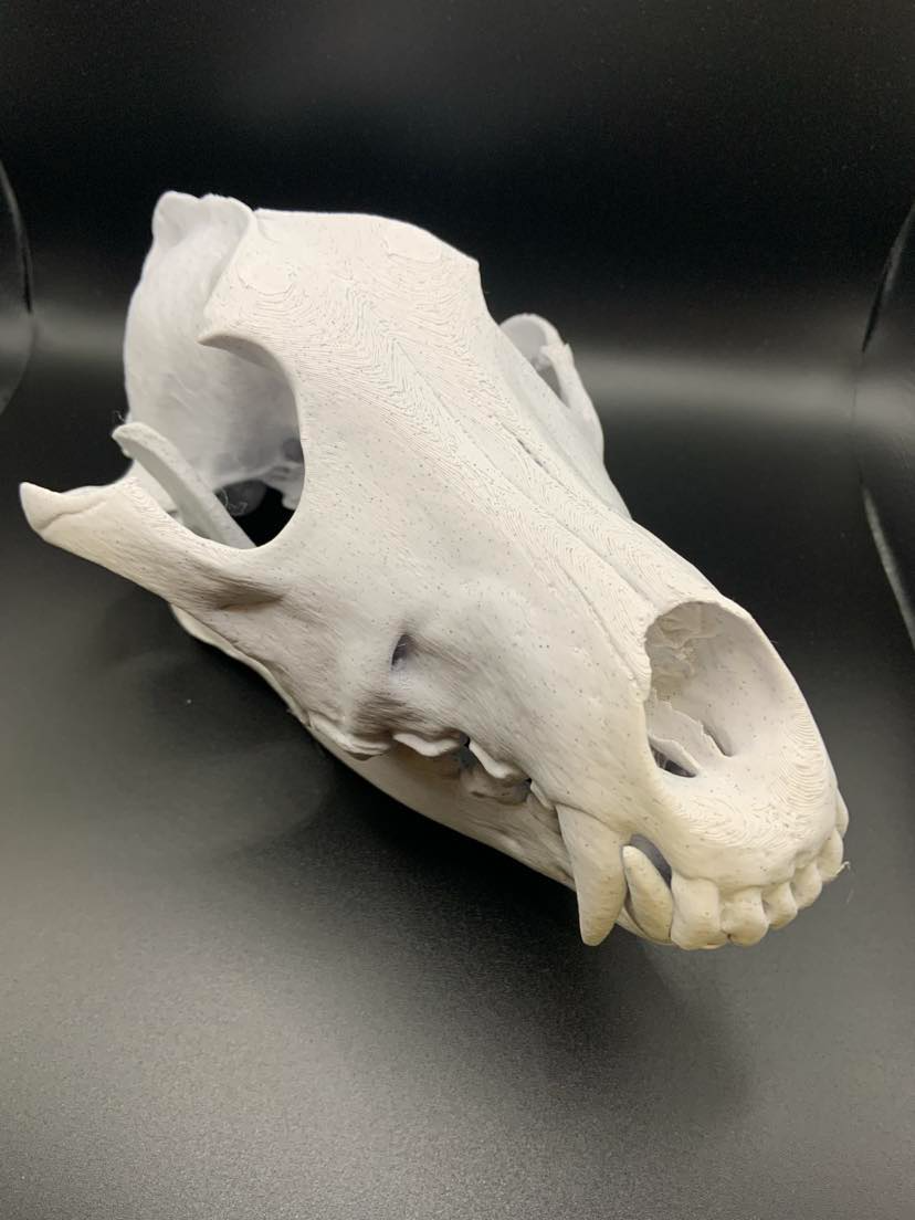 Wolf Skull