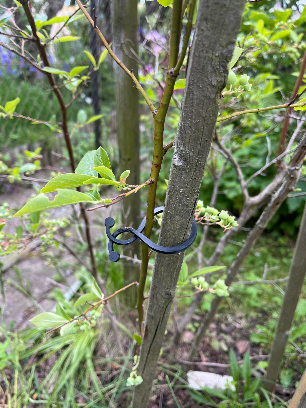 Clips for other vegetables in the greenhouse
