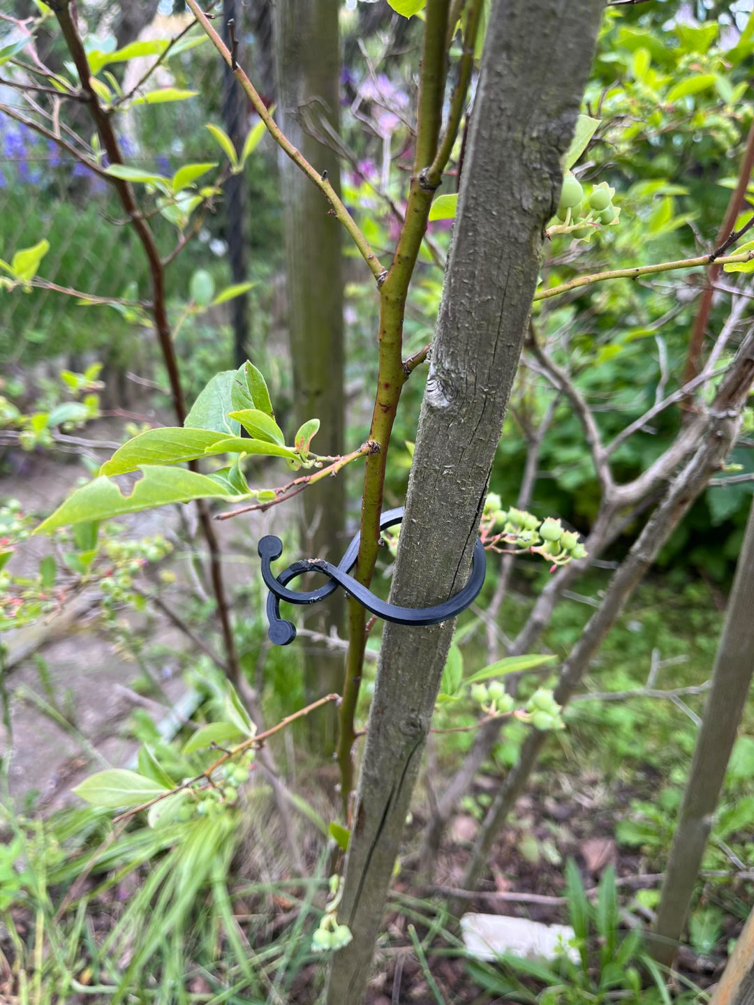 Clips for other vegetables in the greenhouse
