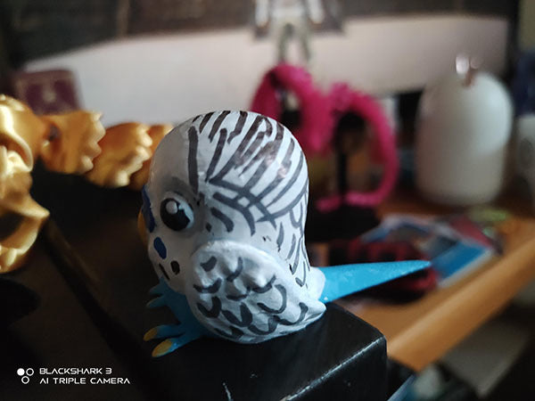 Little Budgie