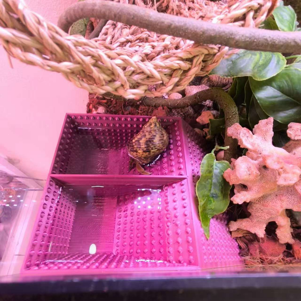 寄居蟹水槽爬宠水盆