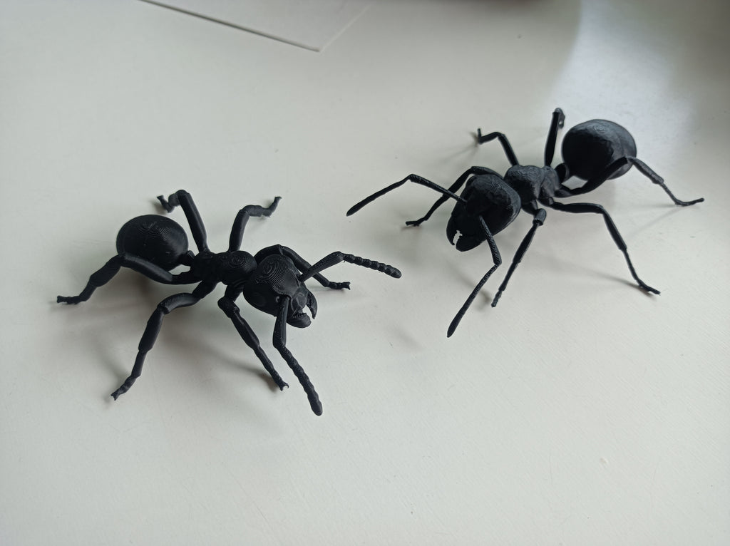 Common Black Garden Ant model