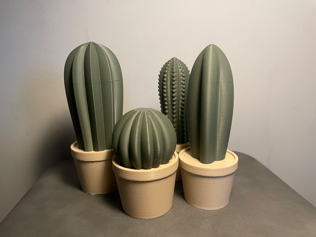 cactus in pots
