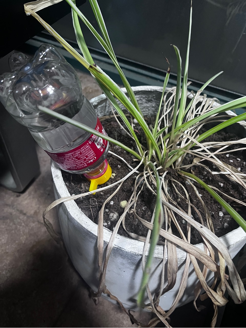 Green plant automatic watering lid