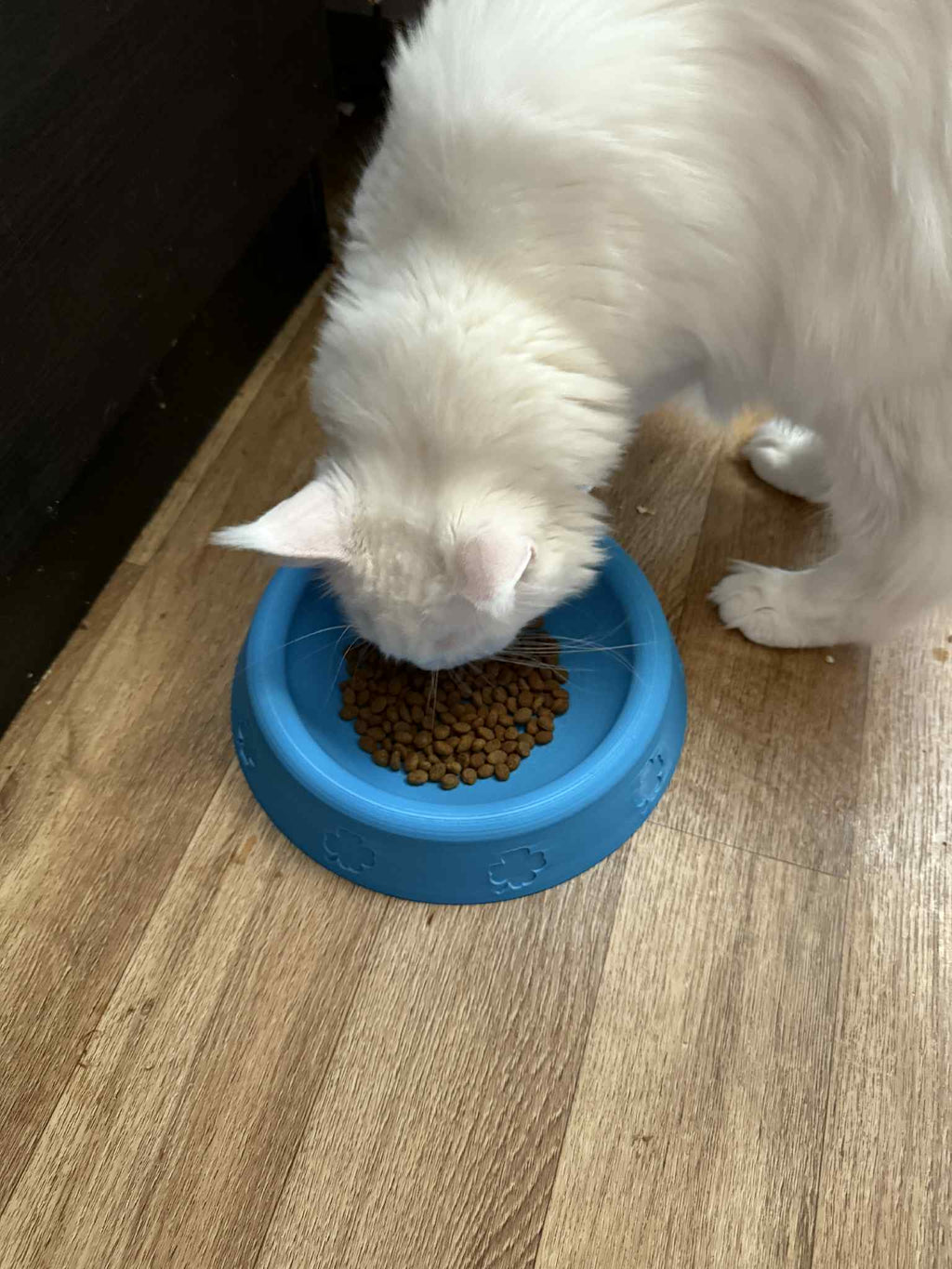 Bowl for pets, cats, dogs