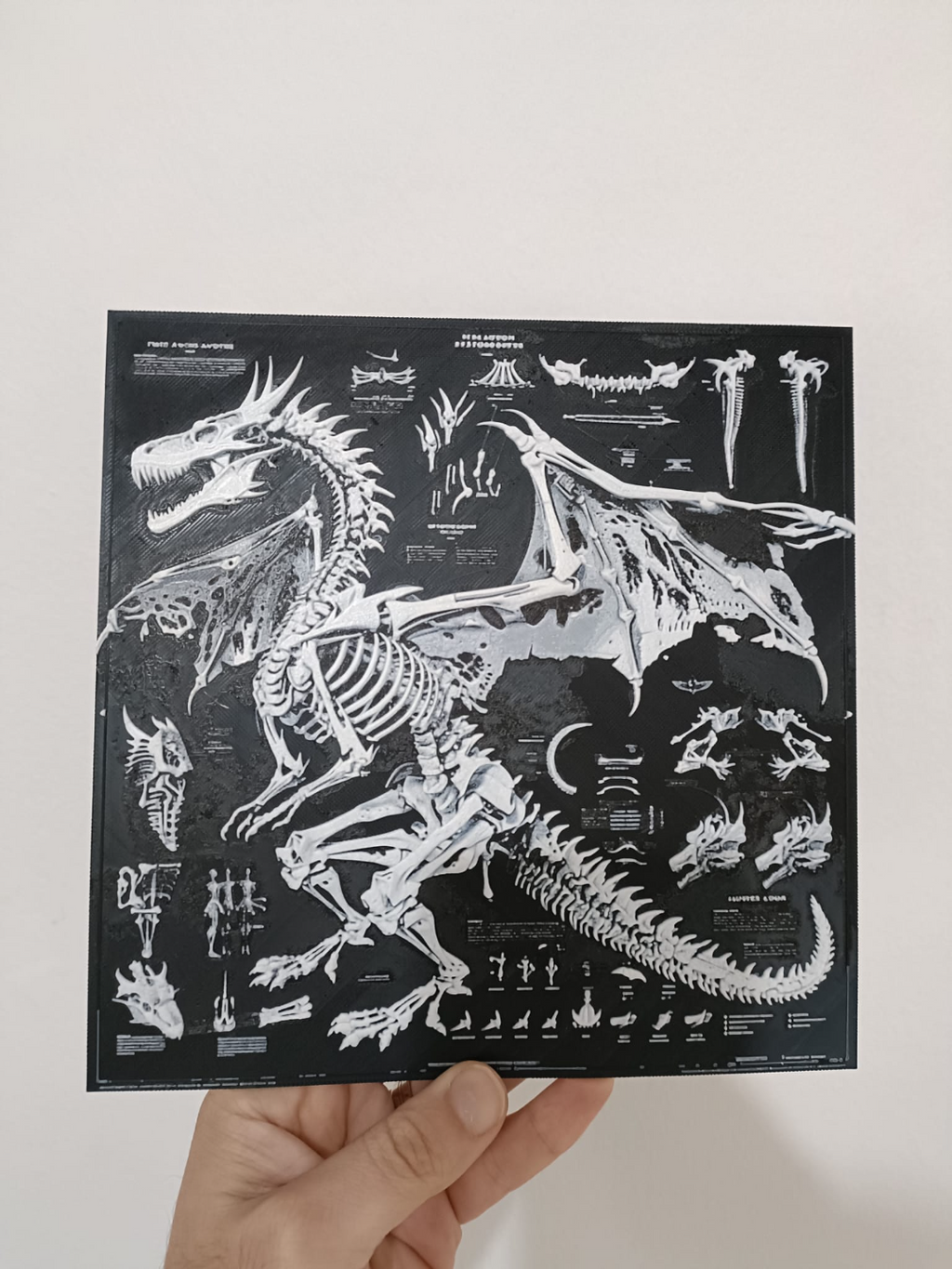 Dragon Anatomy Poster - B&W