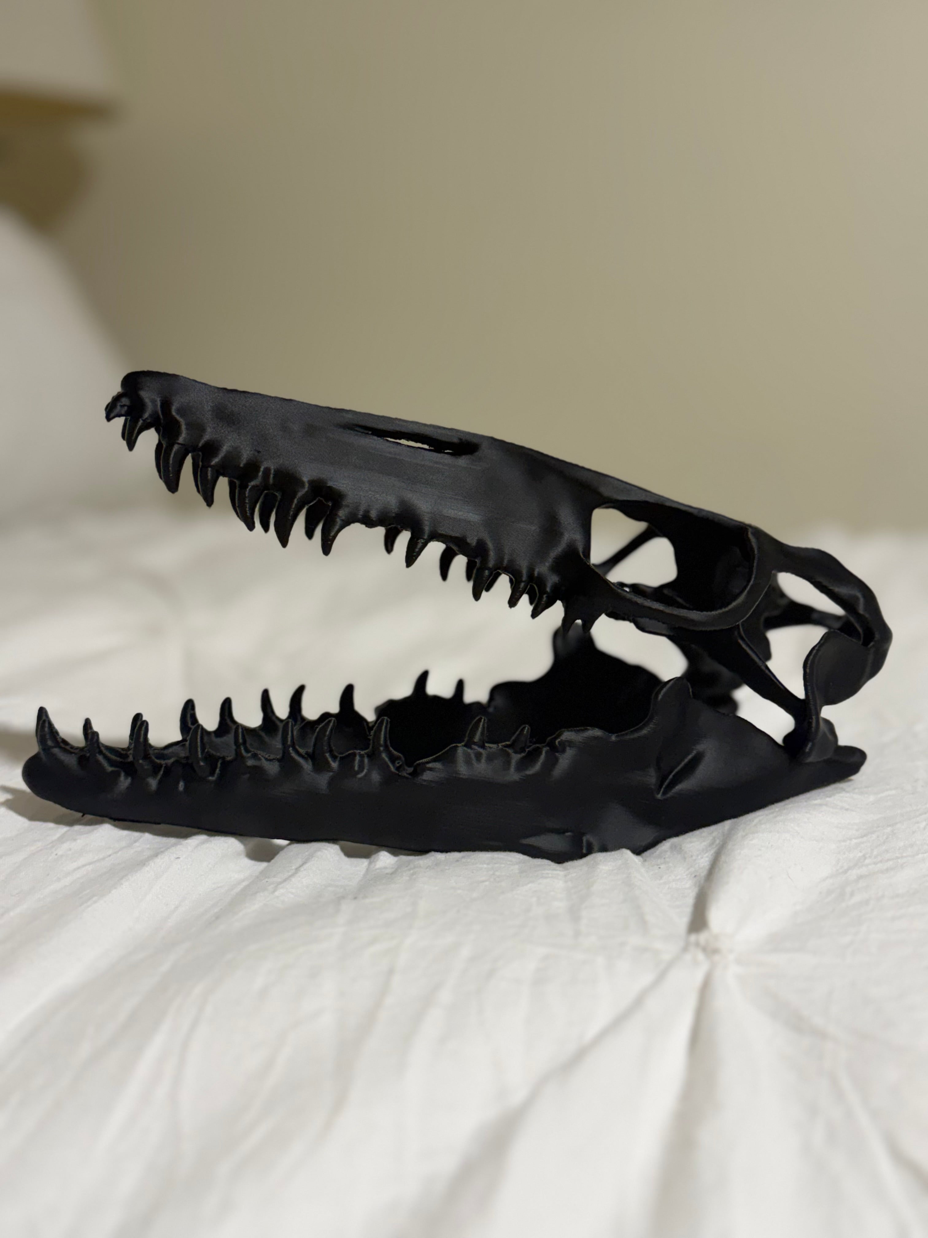 Mosasaurus Skull