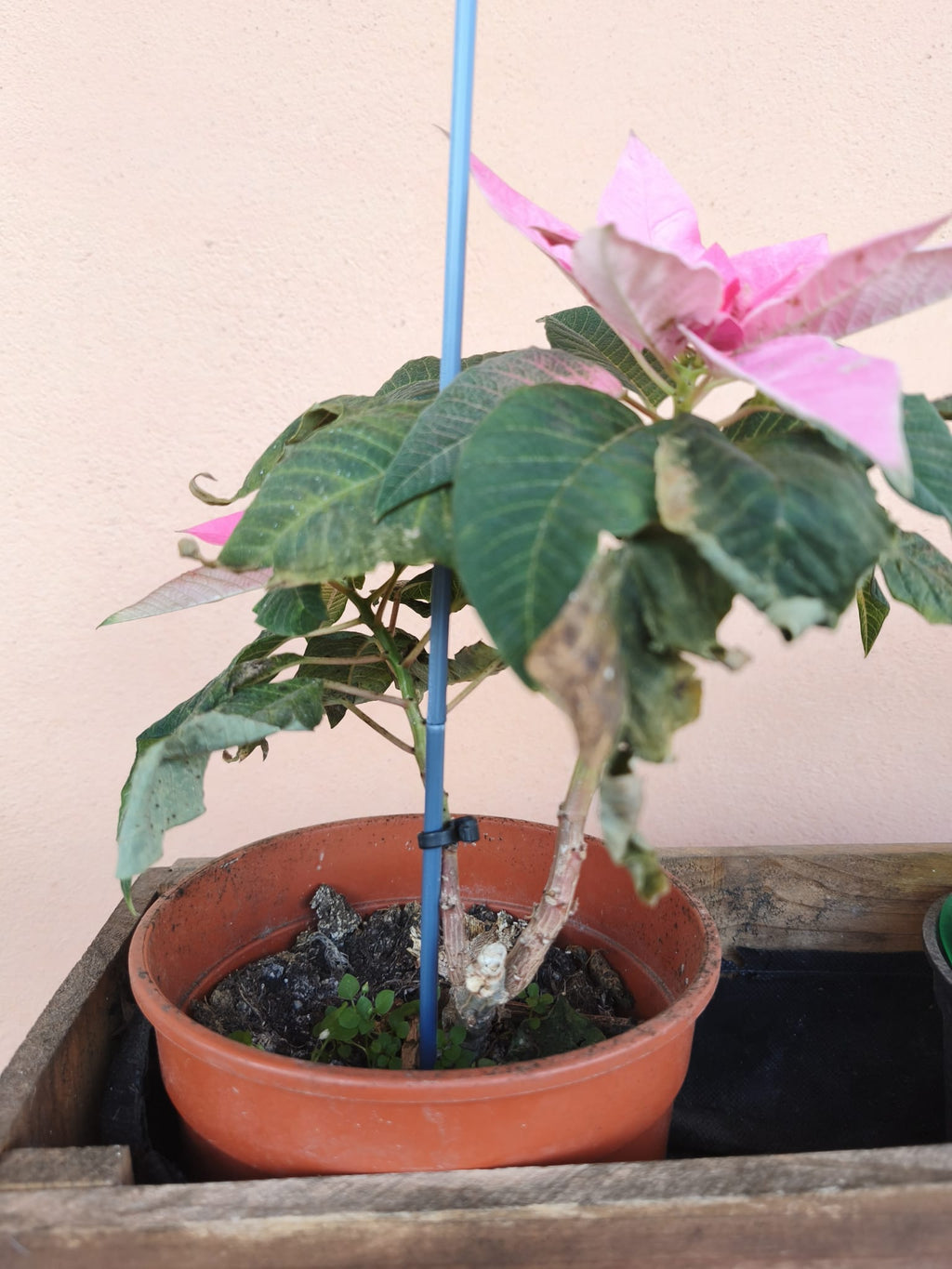 Modular plant stake