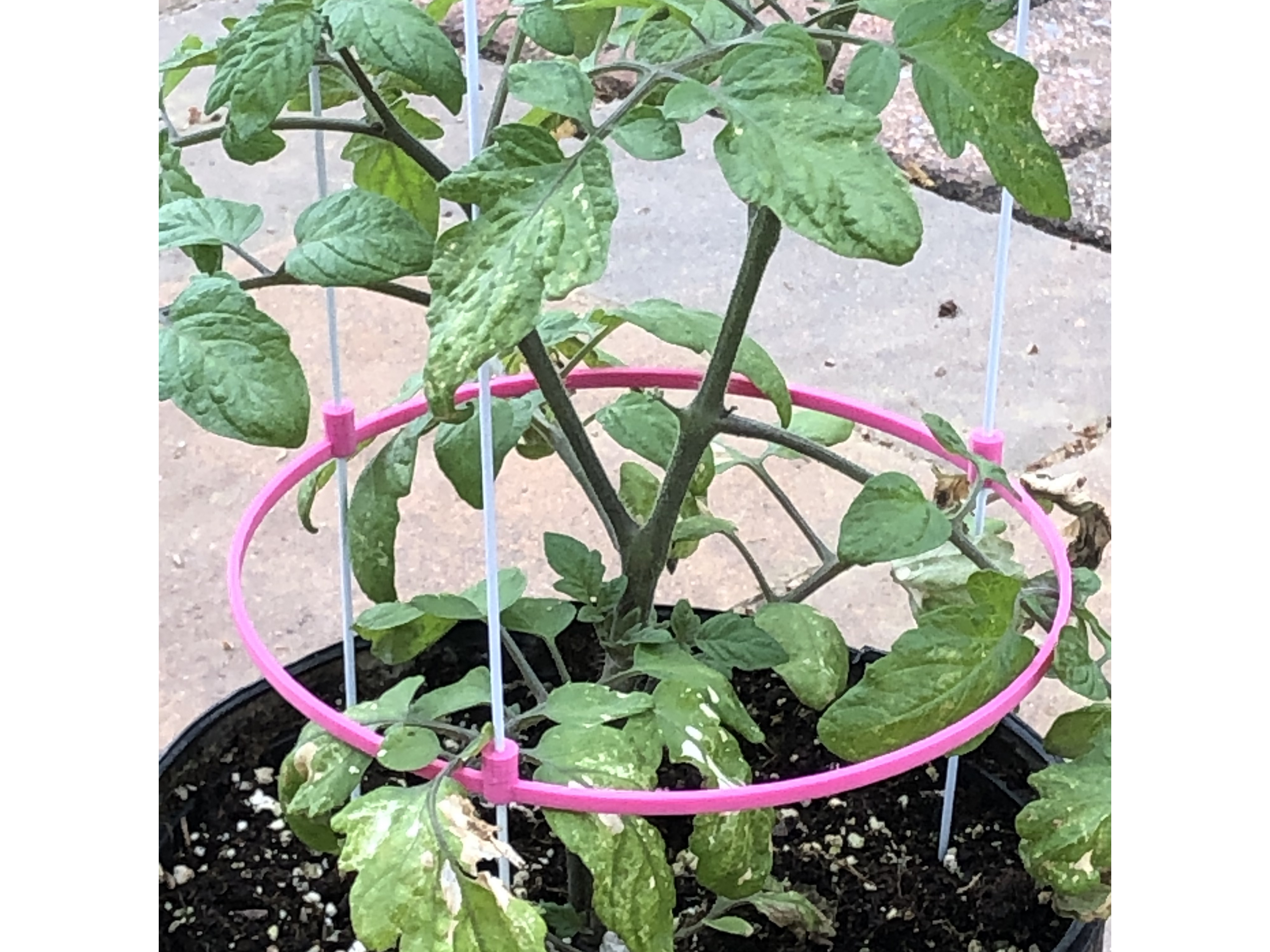 Garden Trellis Coat Hanger Cage